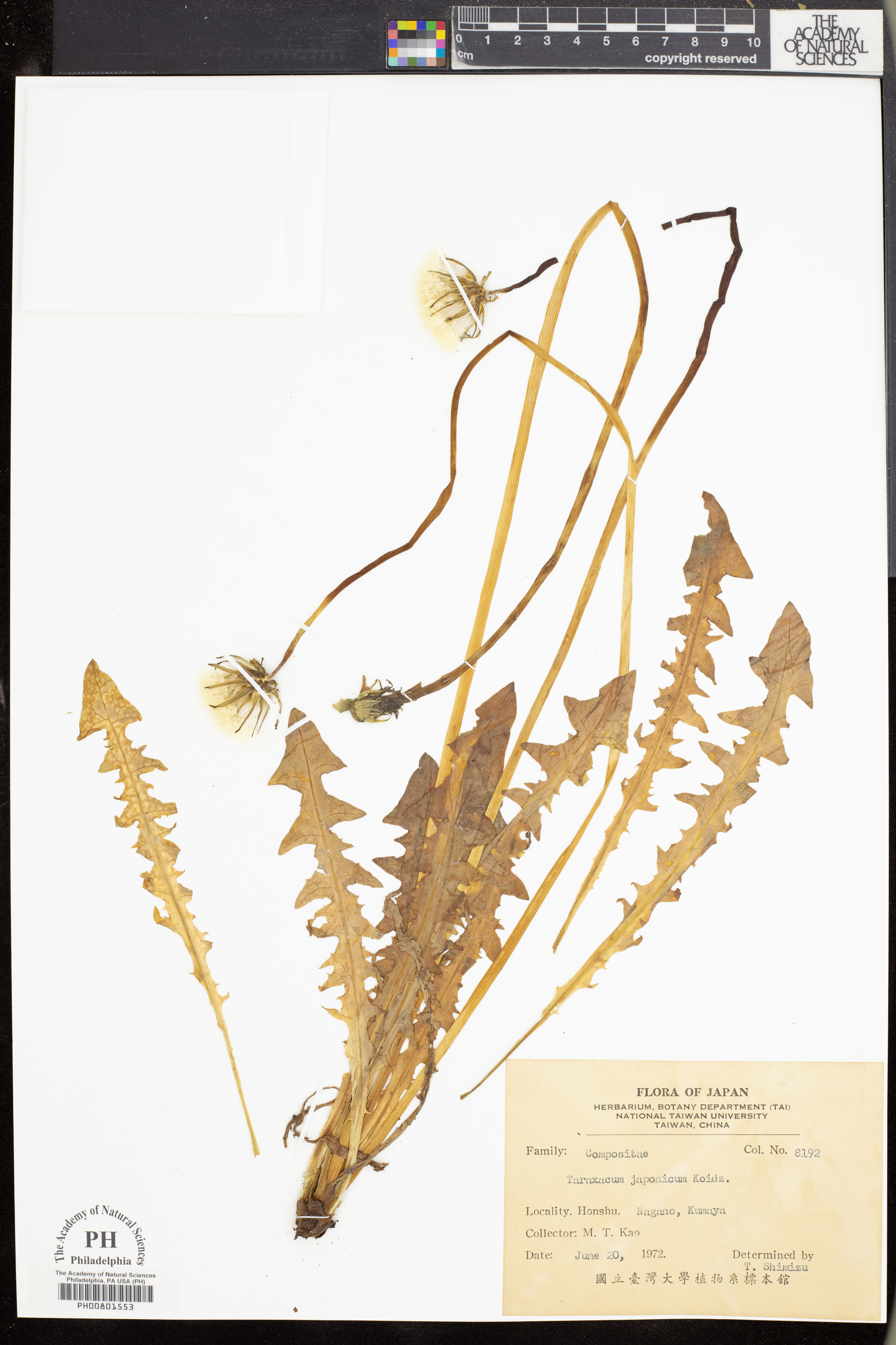 Taraxacum japonicum image