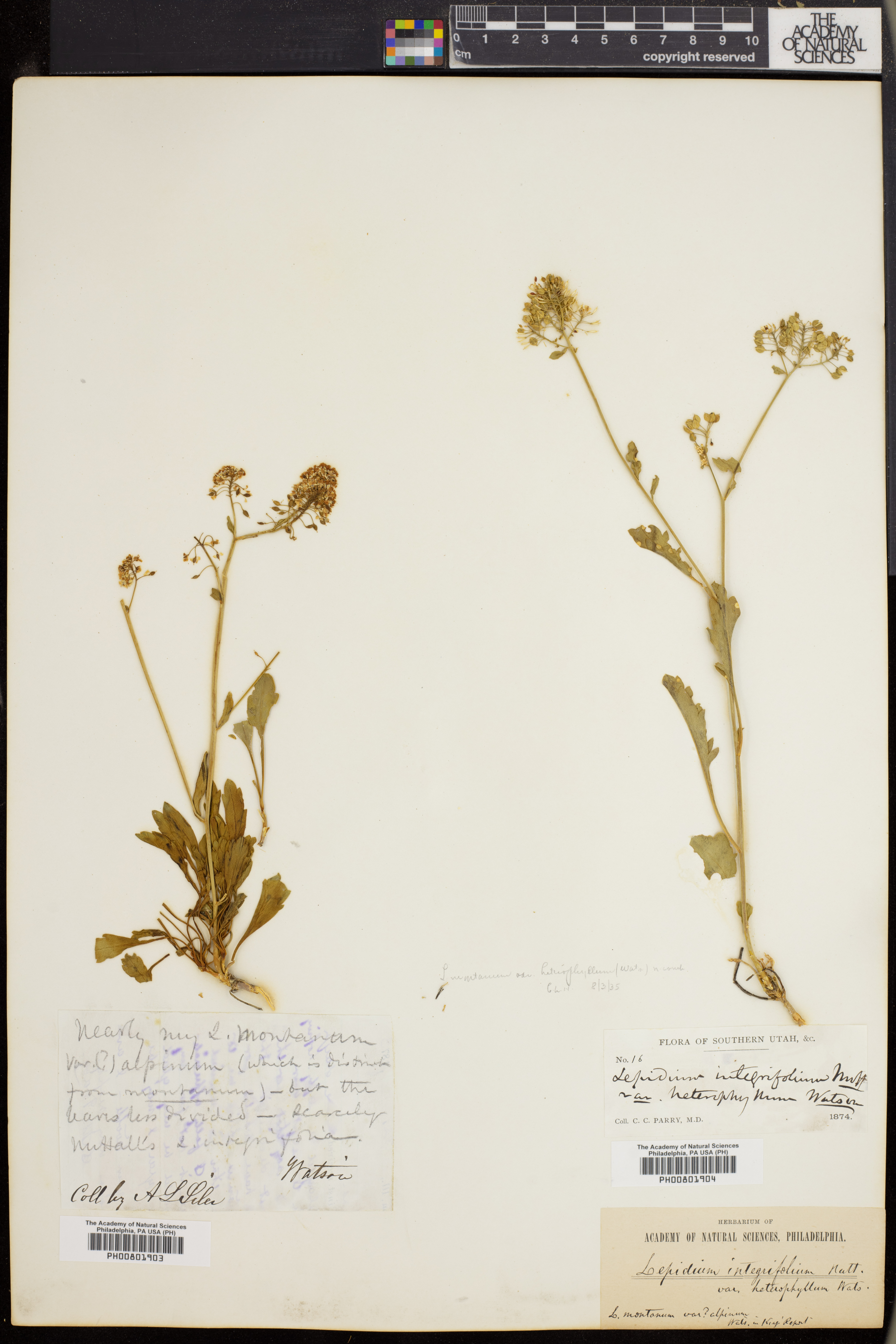 Lepidium integrifolium var. heterophyllum image