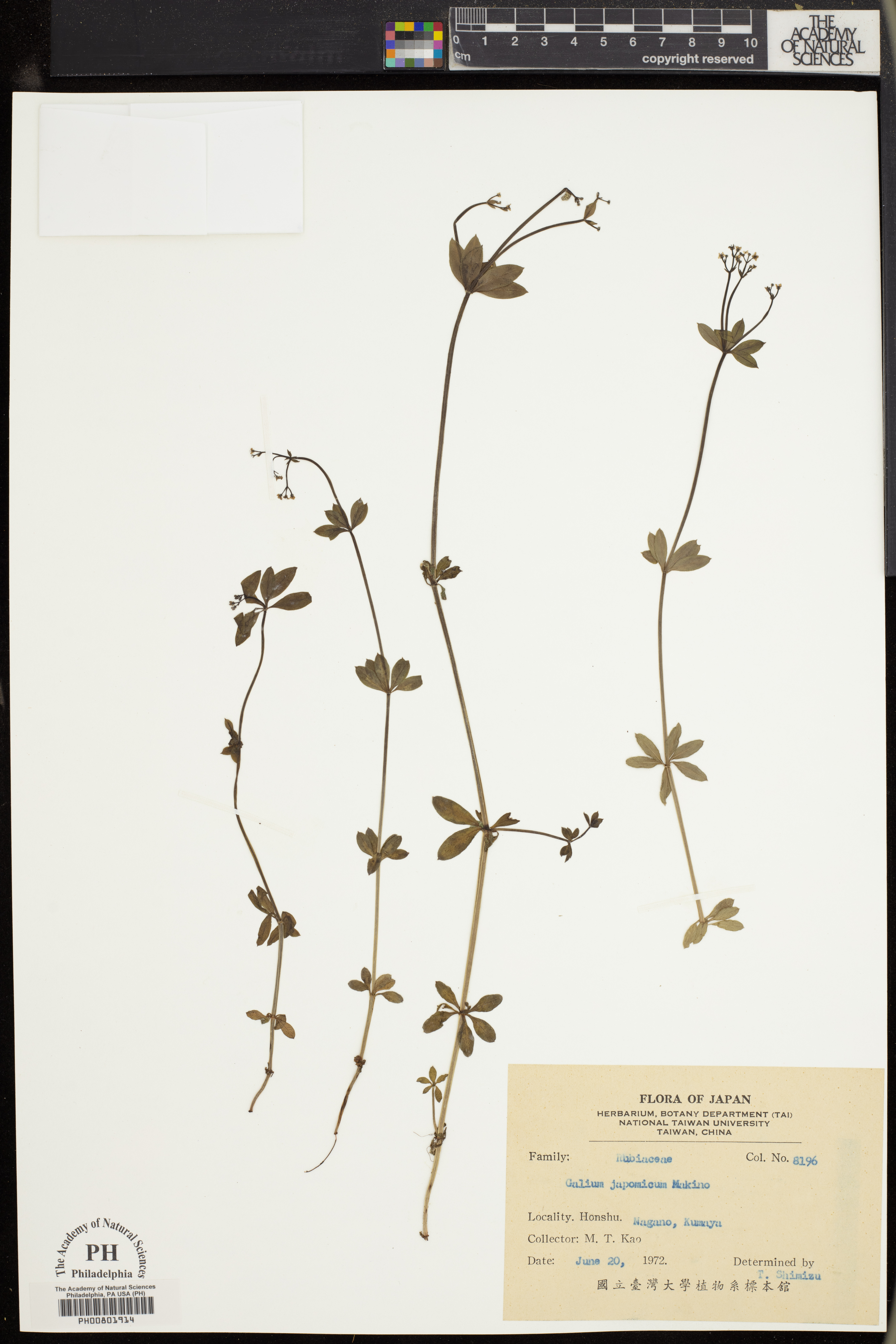 Galium japonicum image