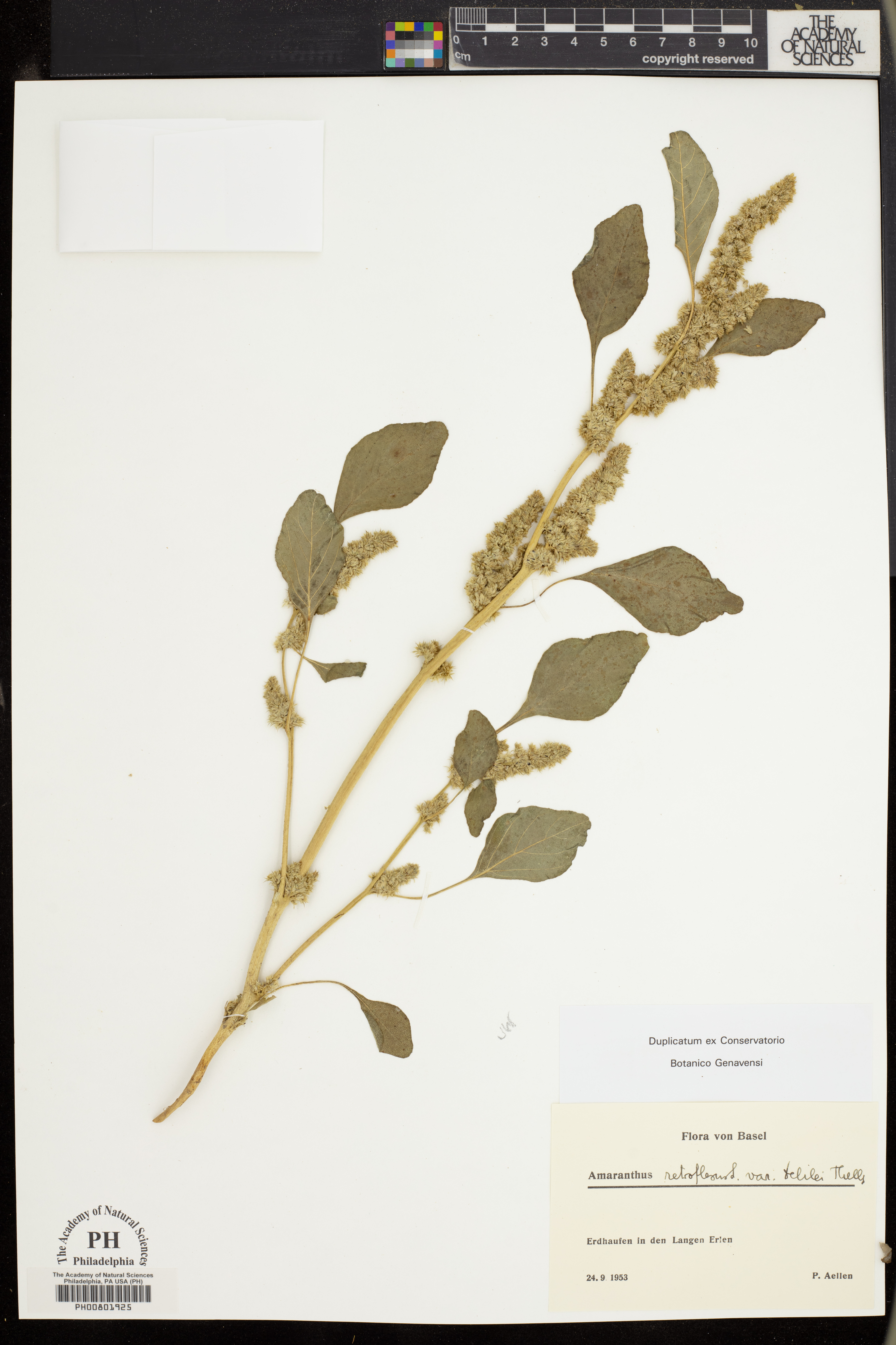 Amaranthus retroflexus subsp. delilei image