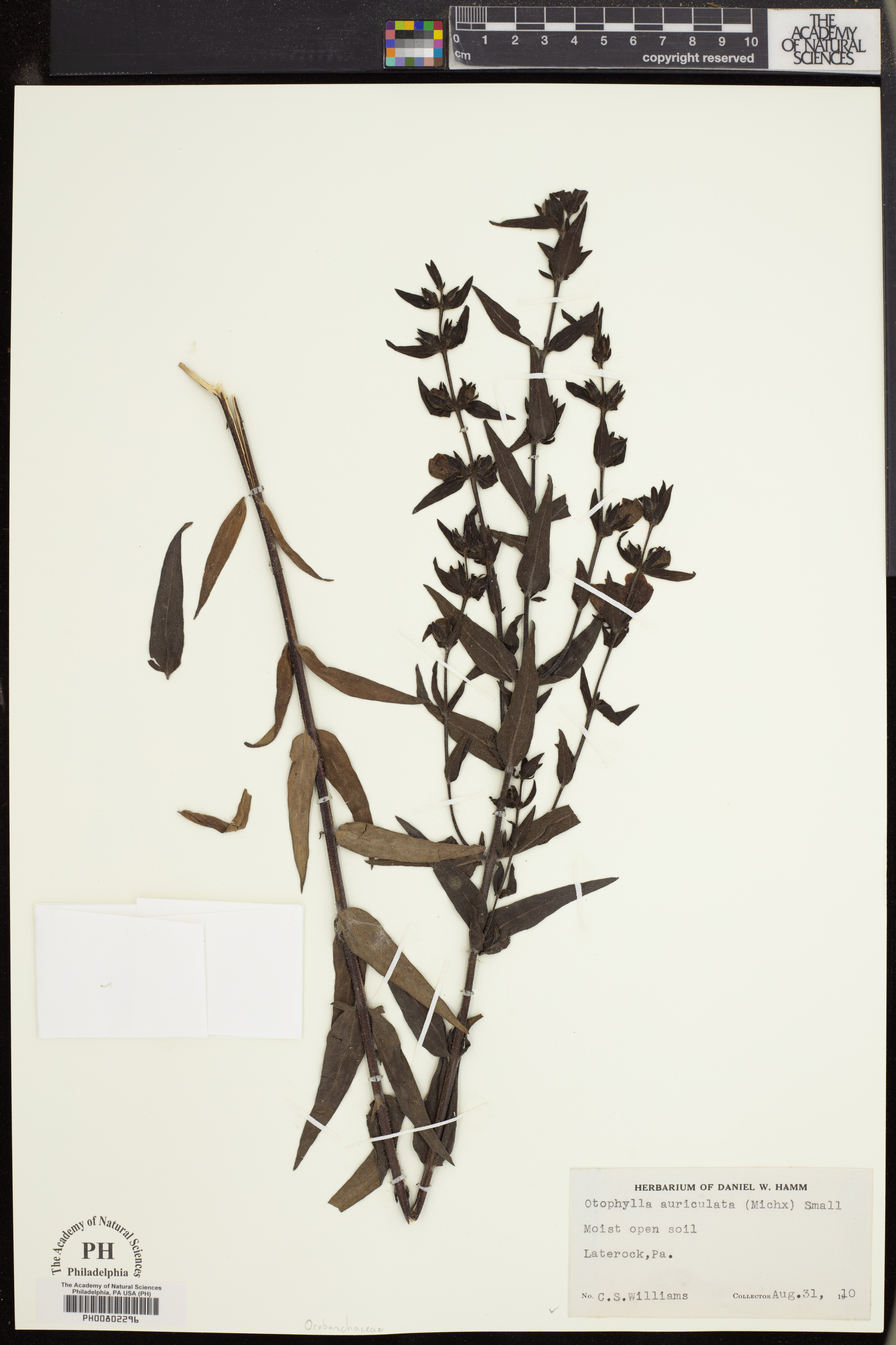 Otophylla auriculata image