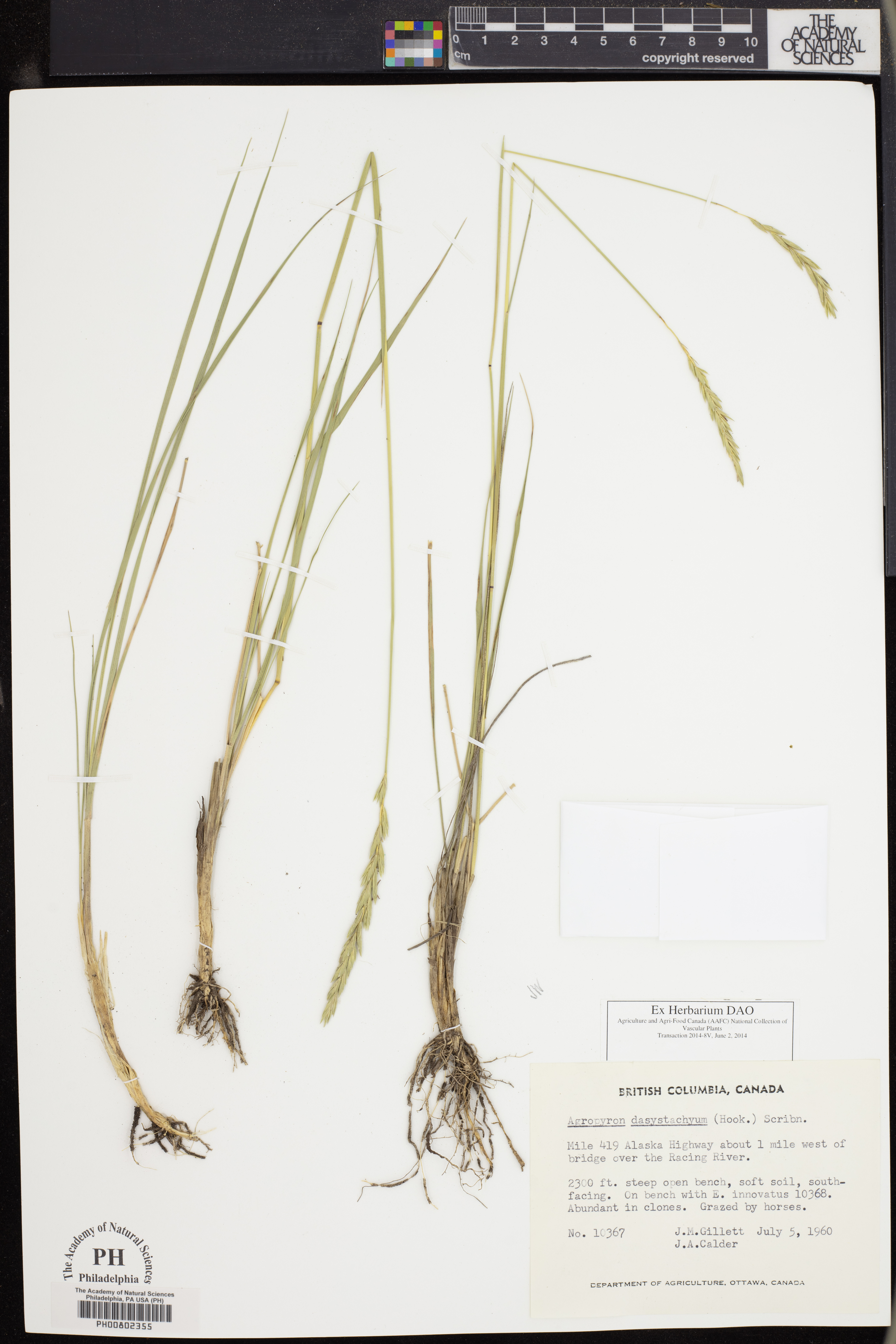 Elymus lanceolatus ssp. lanceolatus image
