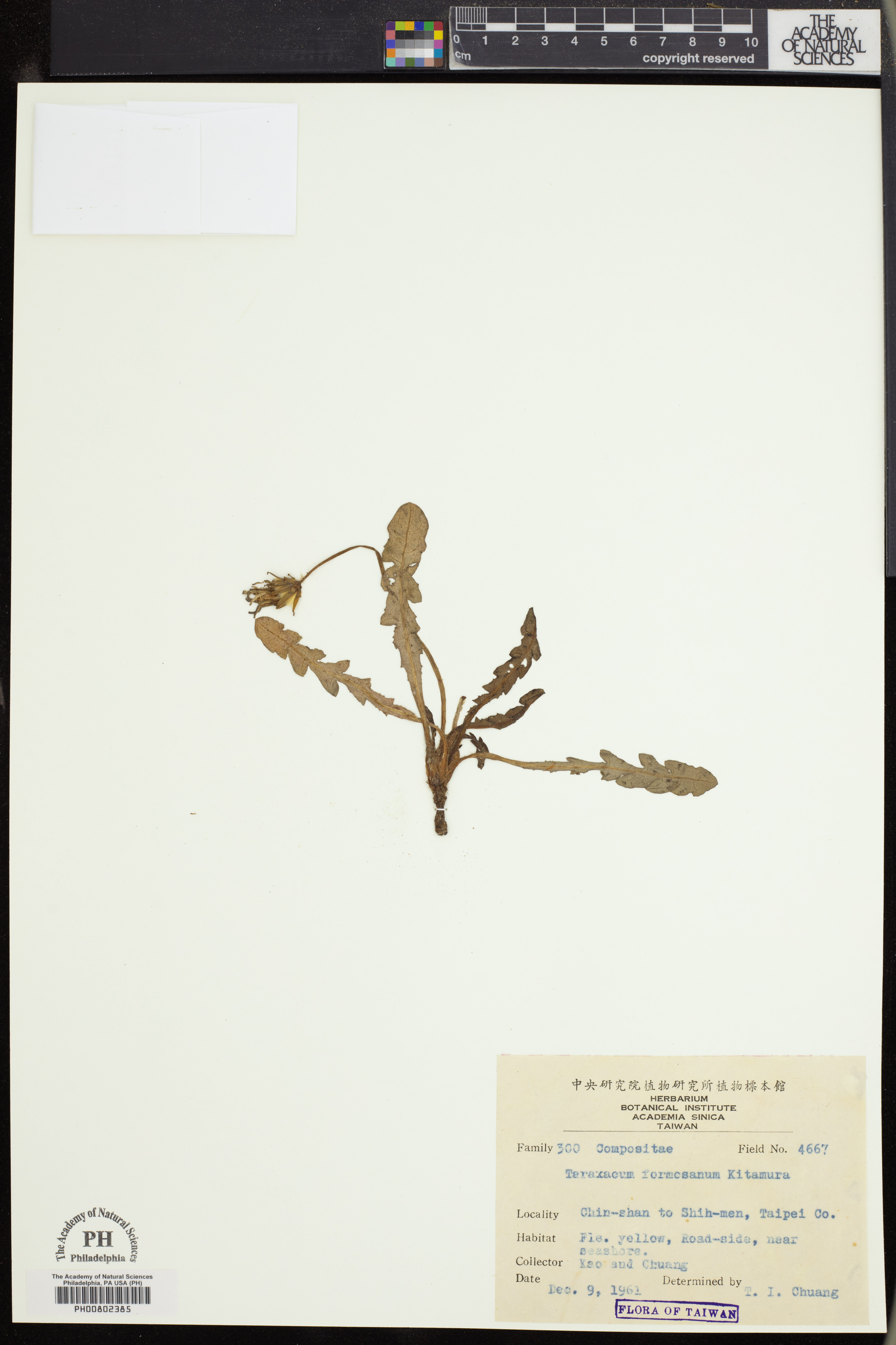 Taraxacum formosanum image