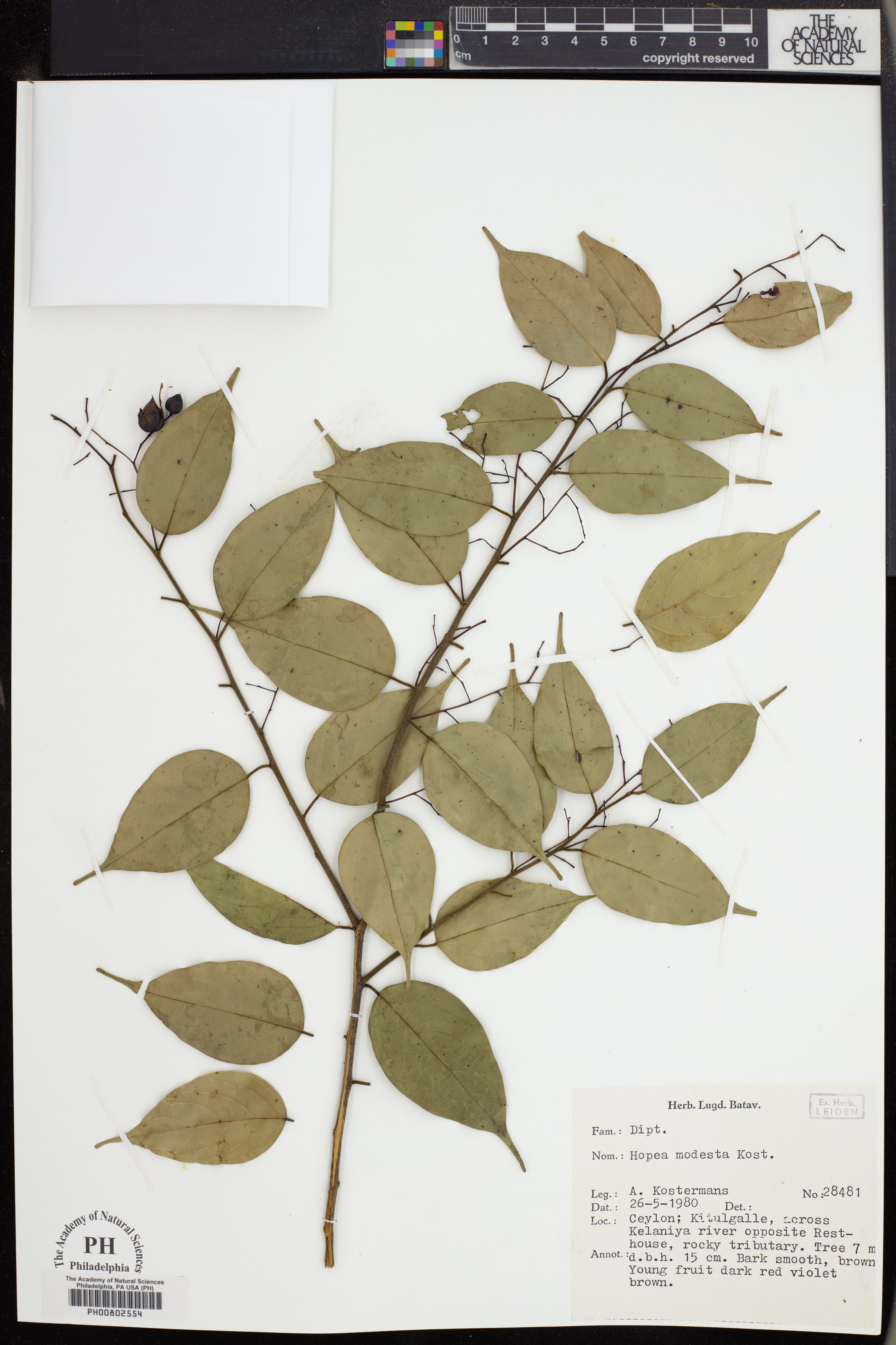 Dipterocarpaceae image