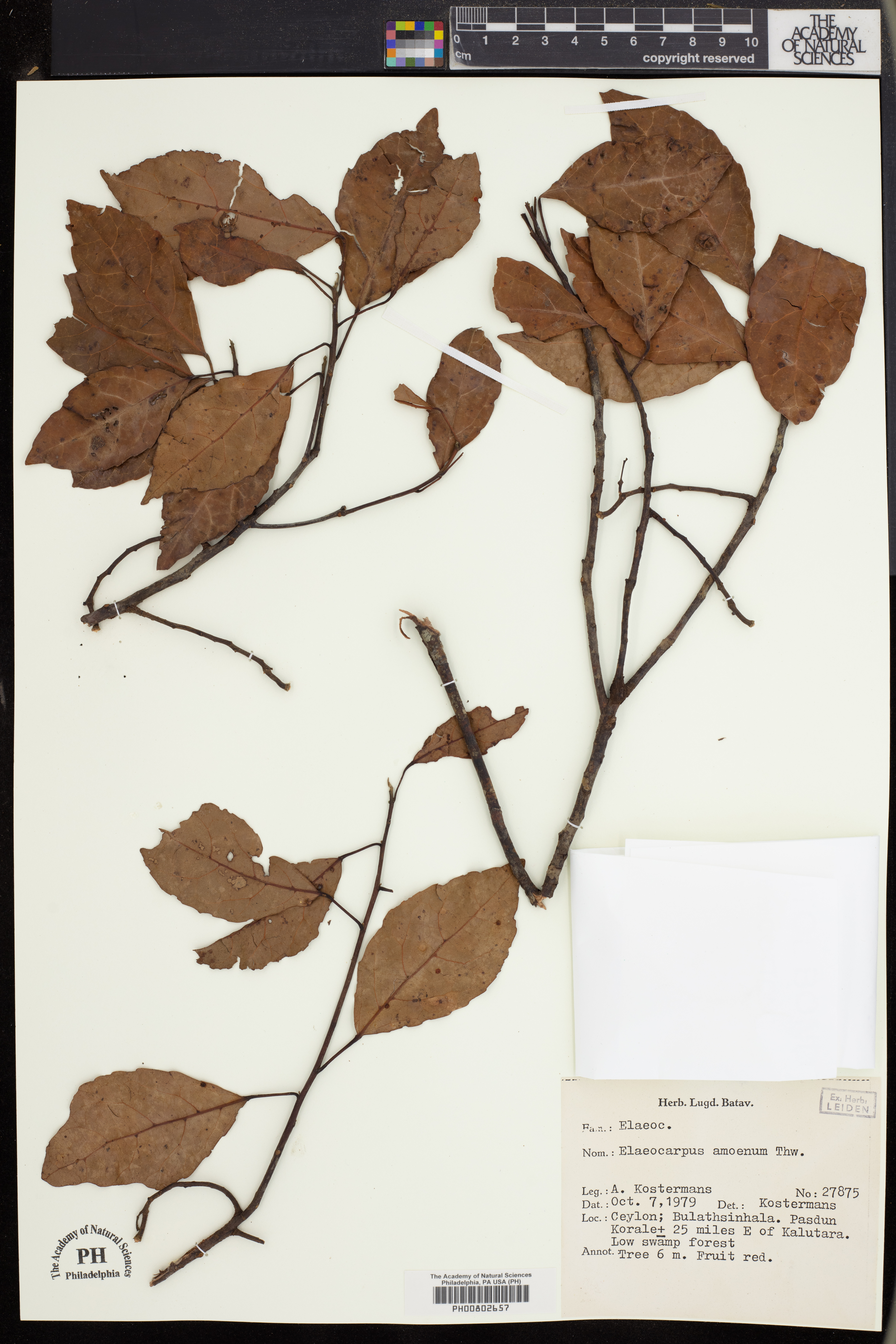 Elaeocarpus amoenus image