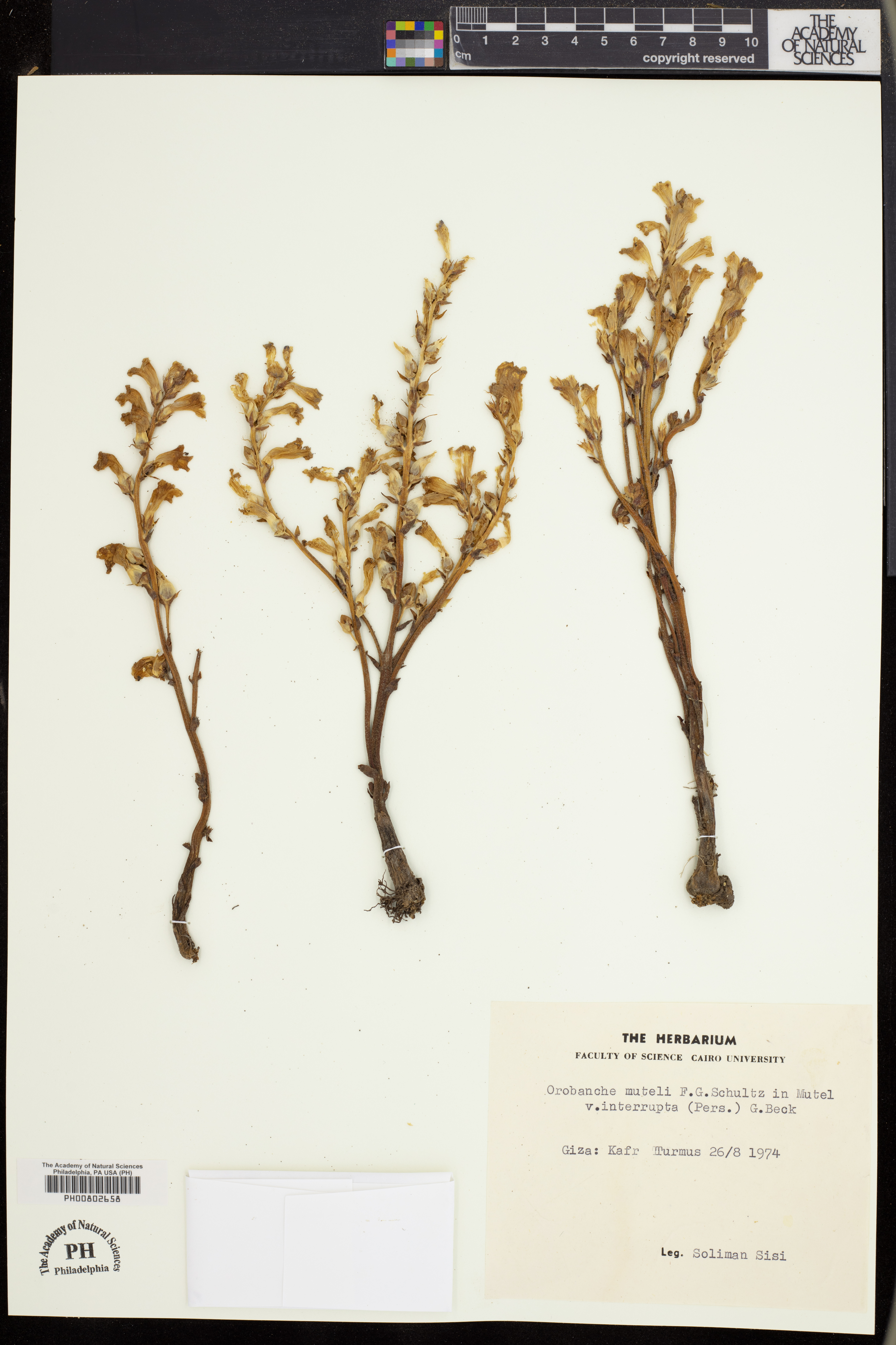 Phelipanche mutelii subsp. mutelii image