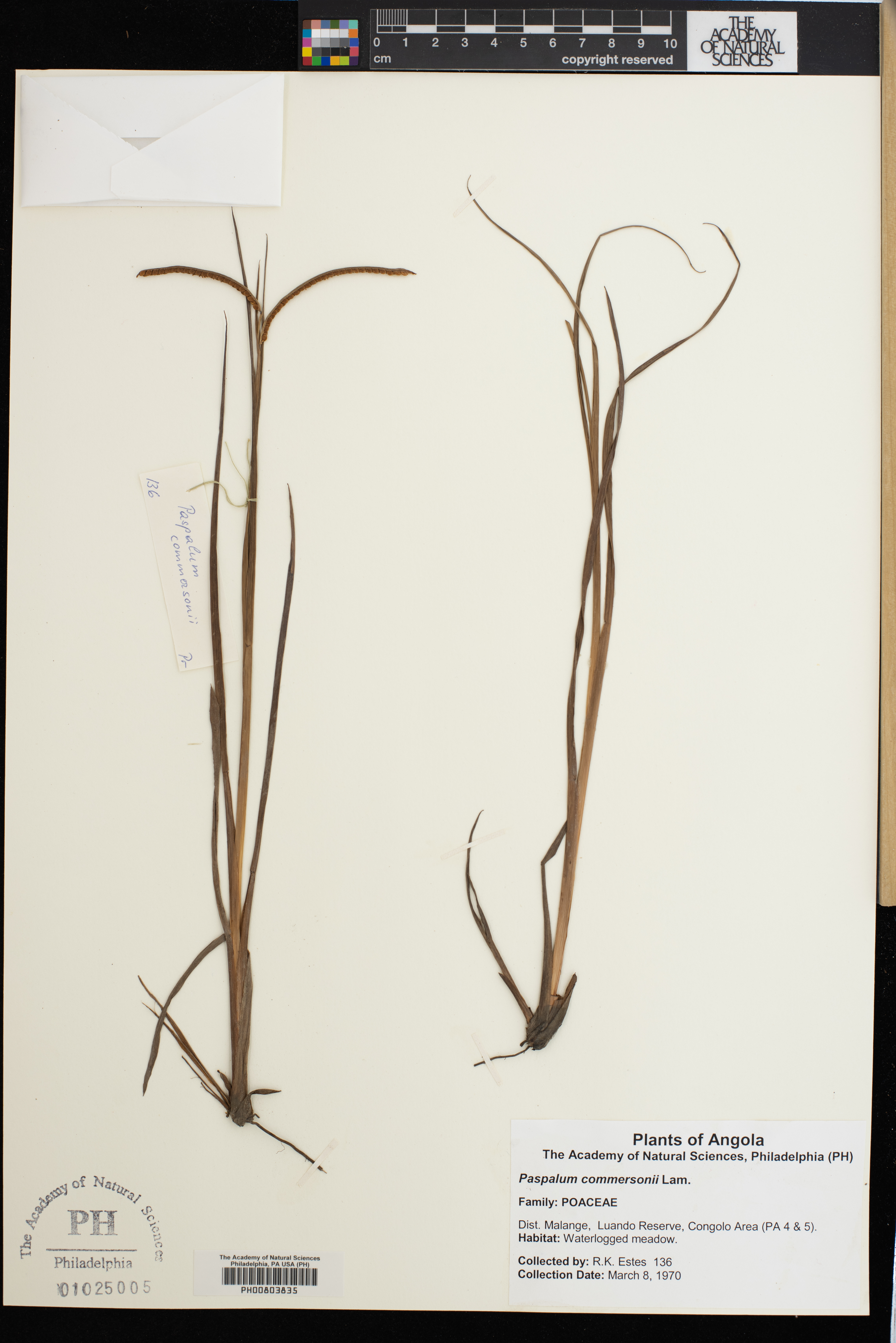Paspalum scrobiculatum var. scrobiculatum image