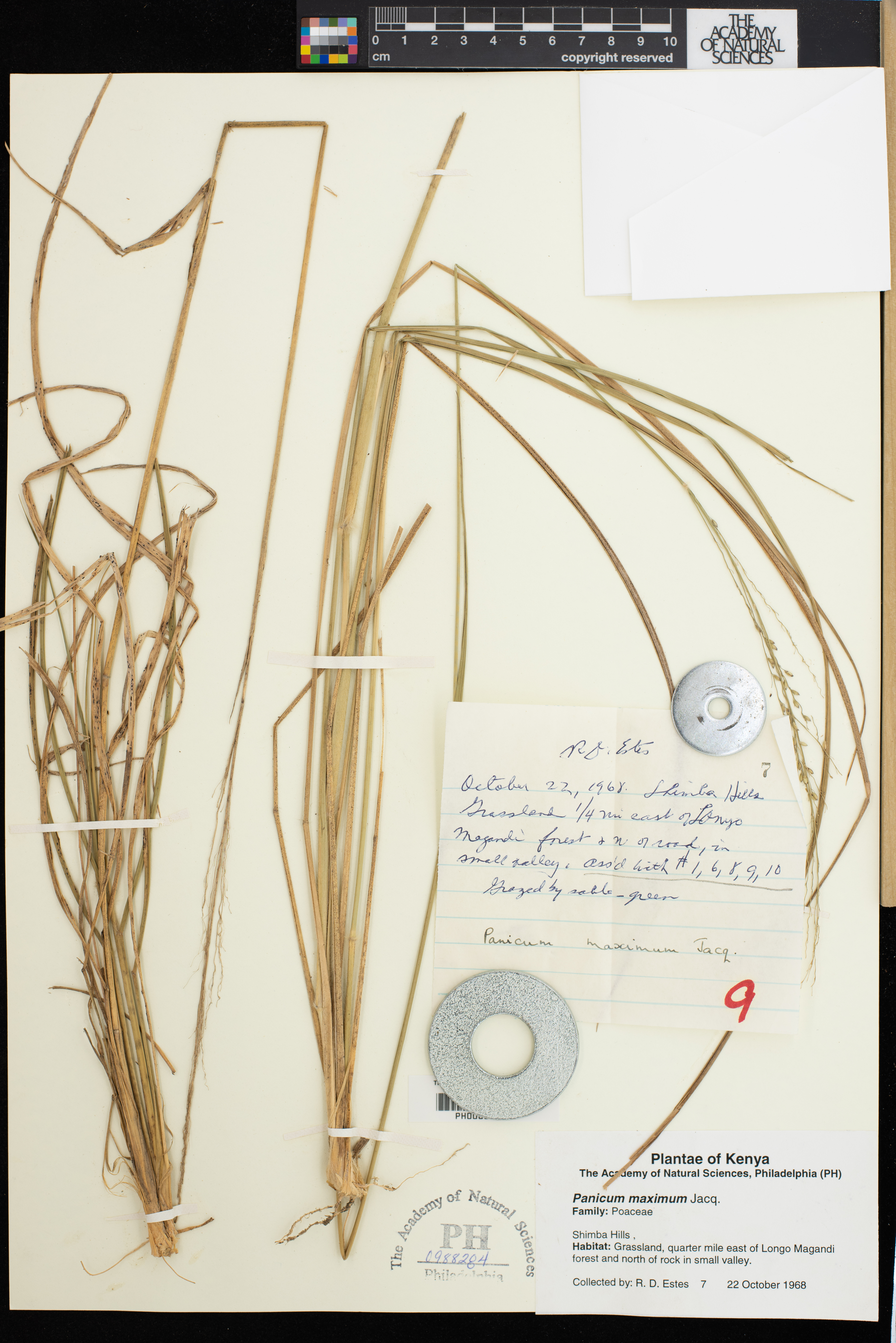 Urochloa maxima image