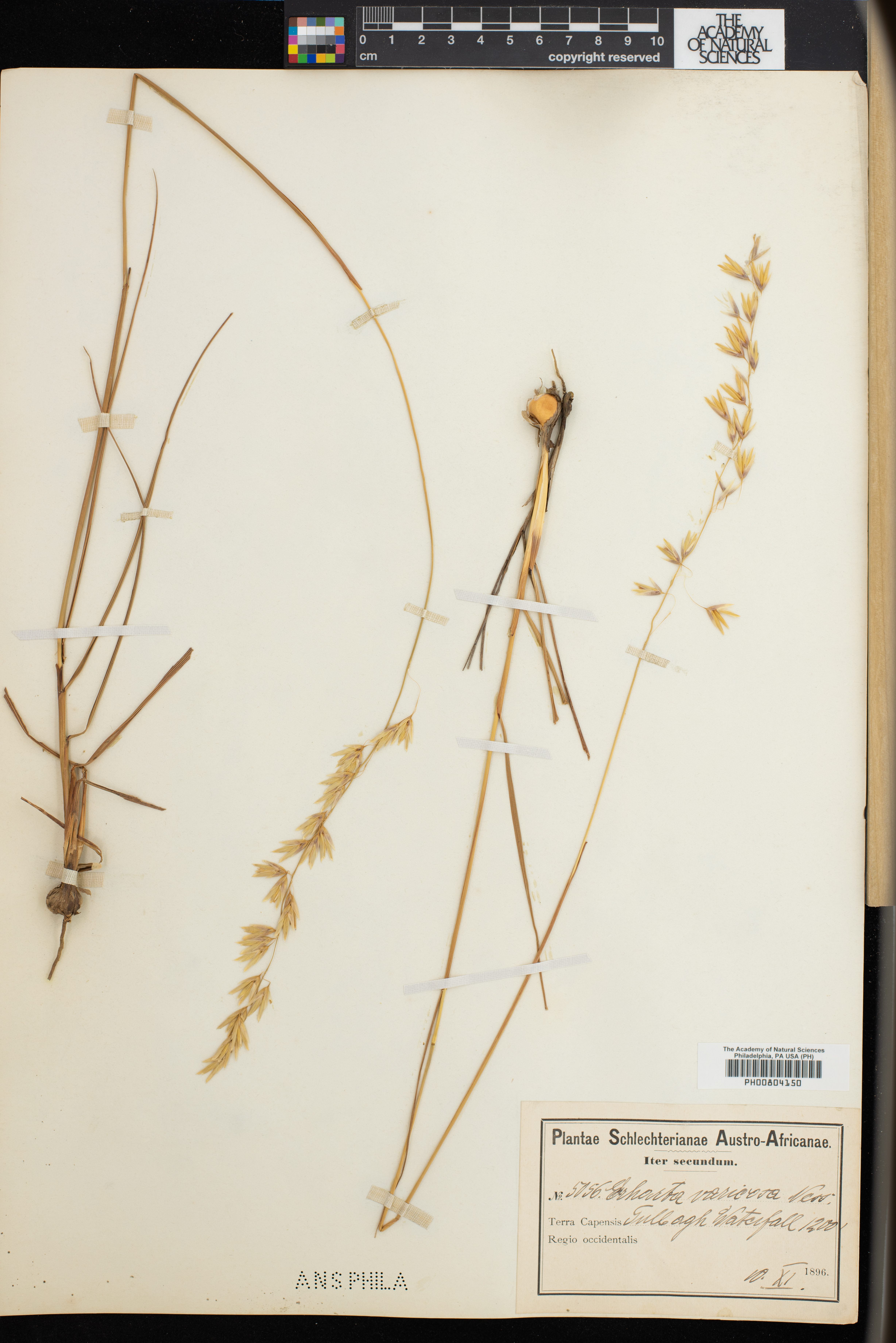 Ehrharta longifolia image