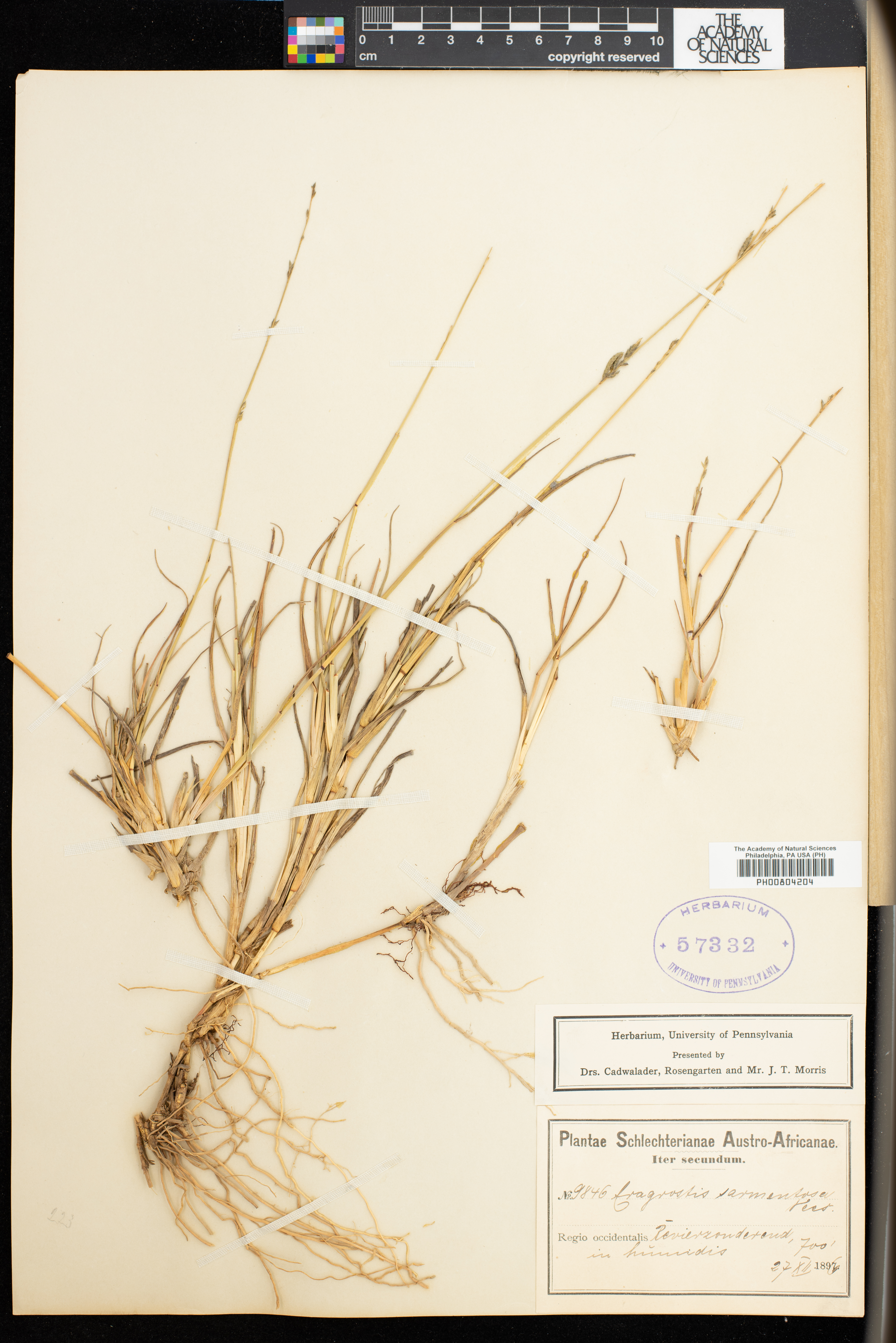 Eragrostis sarmentosa image