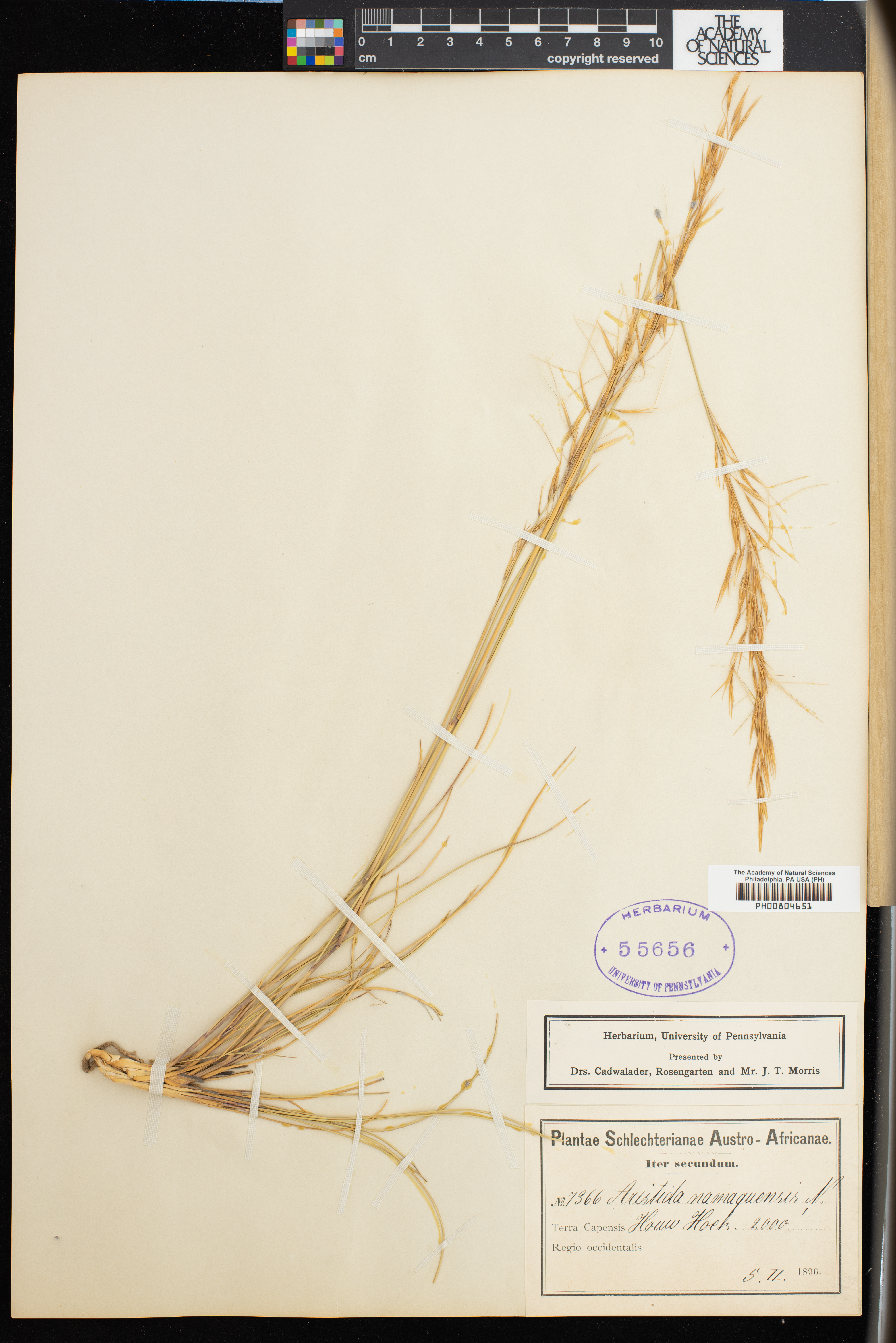 Stipagrostis namaquensis image