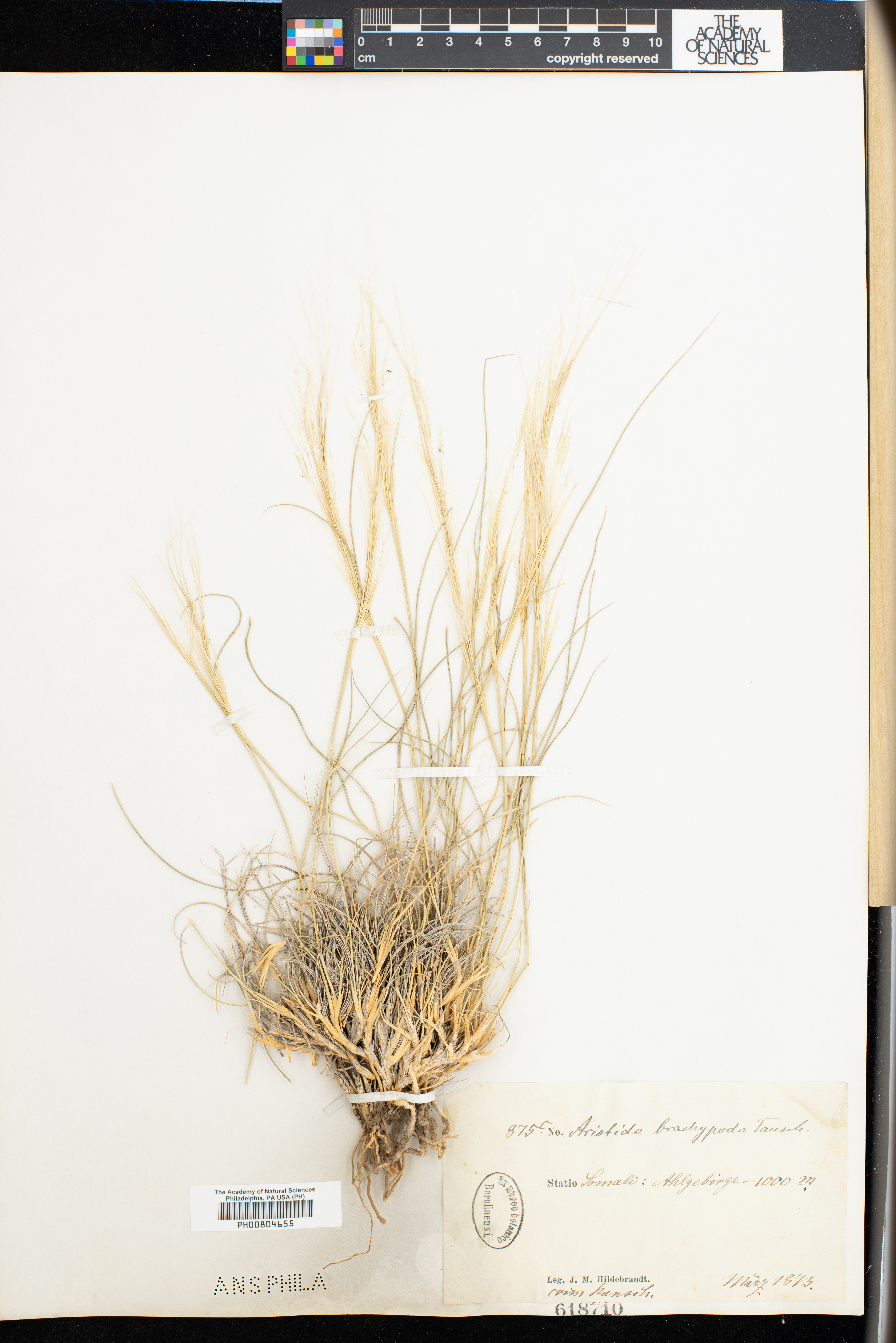 Stipagrostis plumosa image