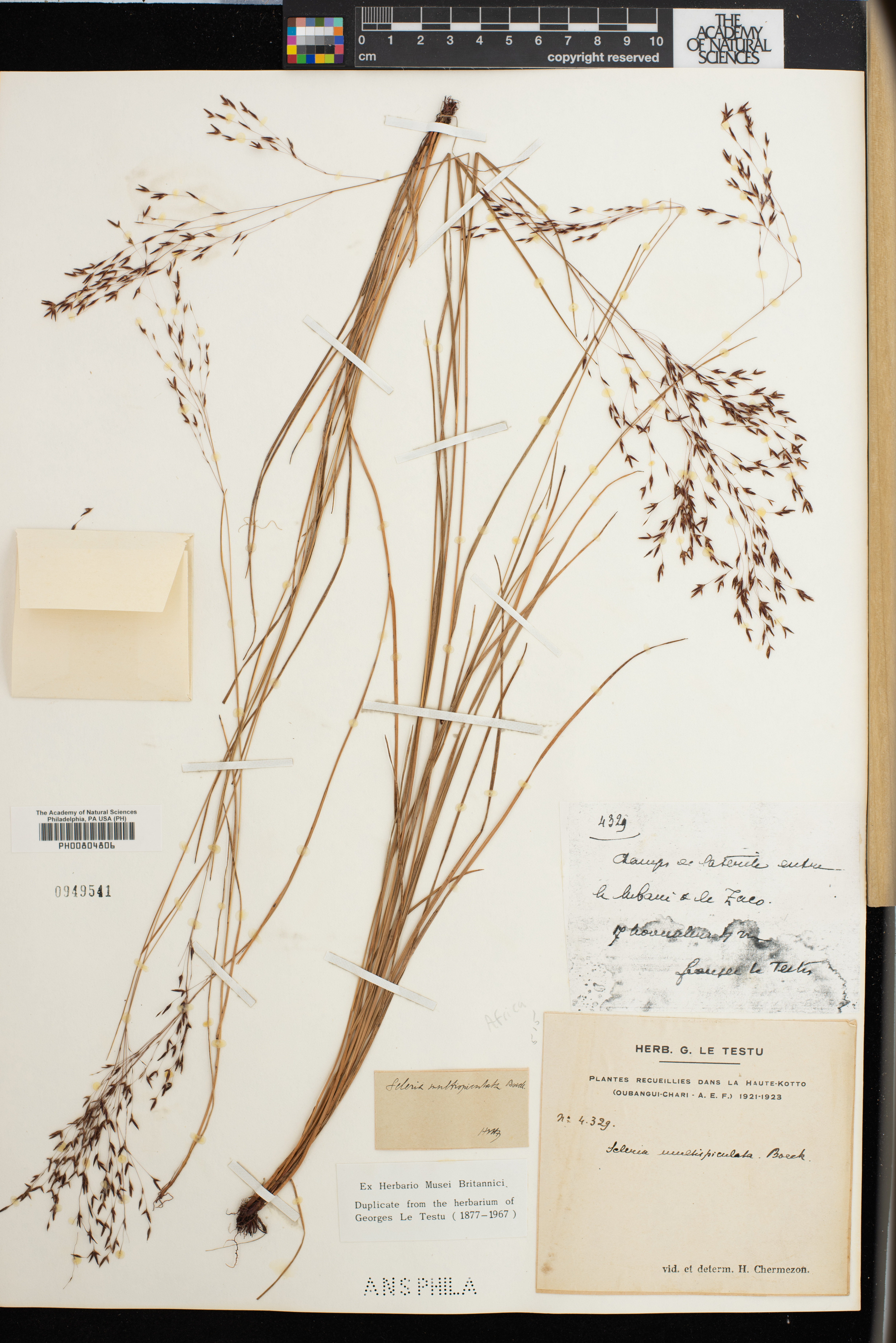 Scleria pooides image