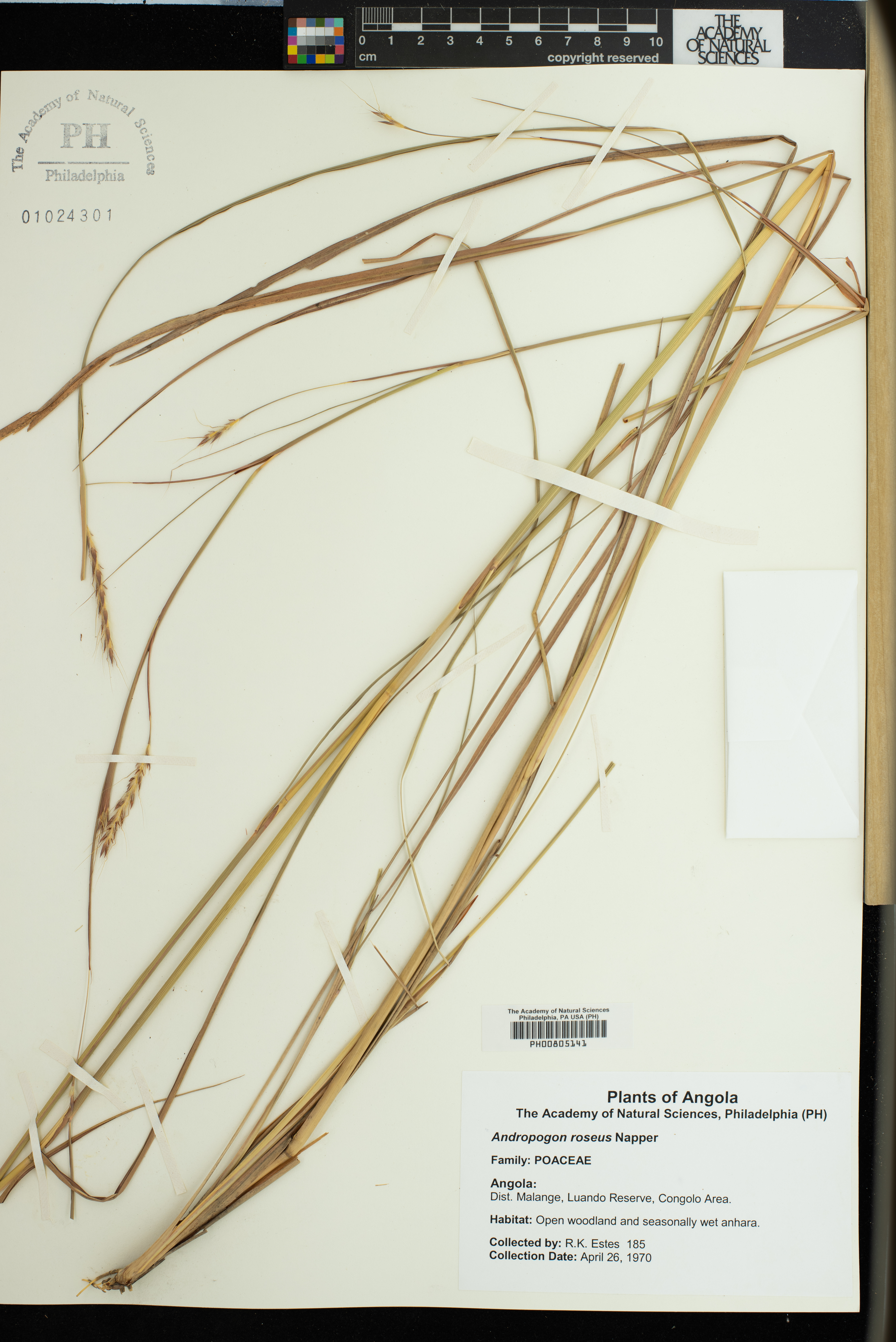 Andropogon textilis image