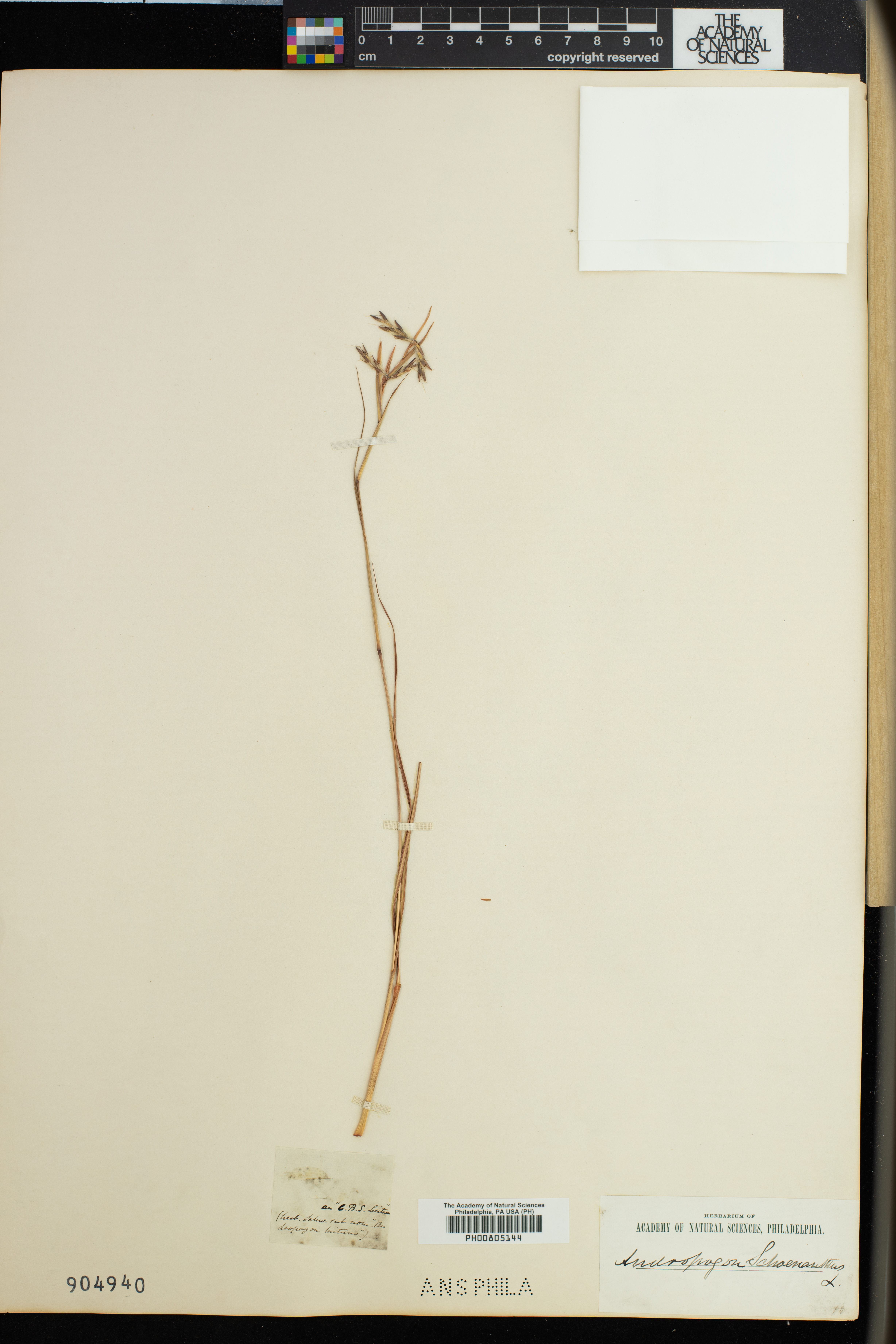 Cymbopogon schoenanthus image