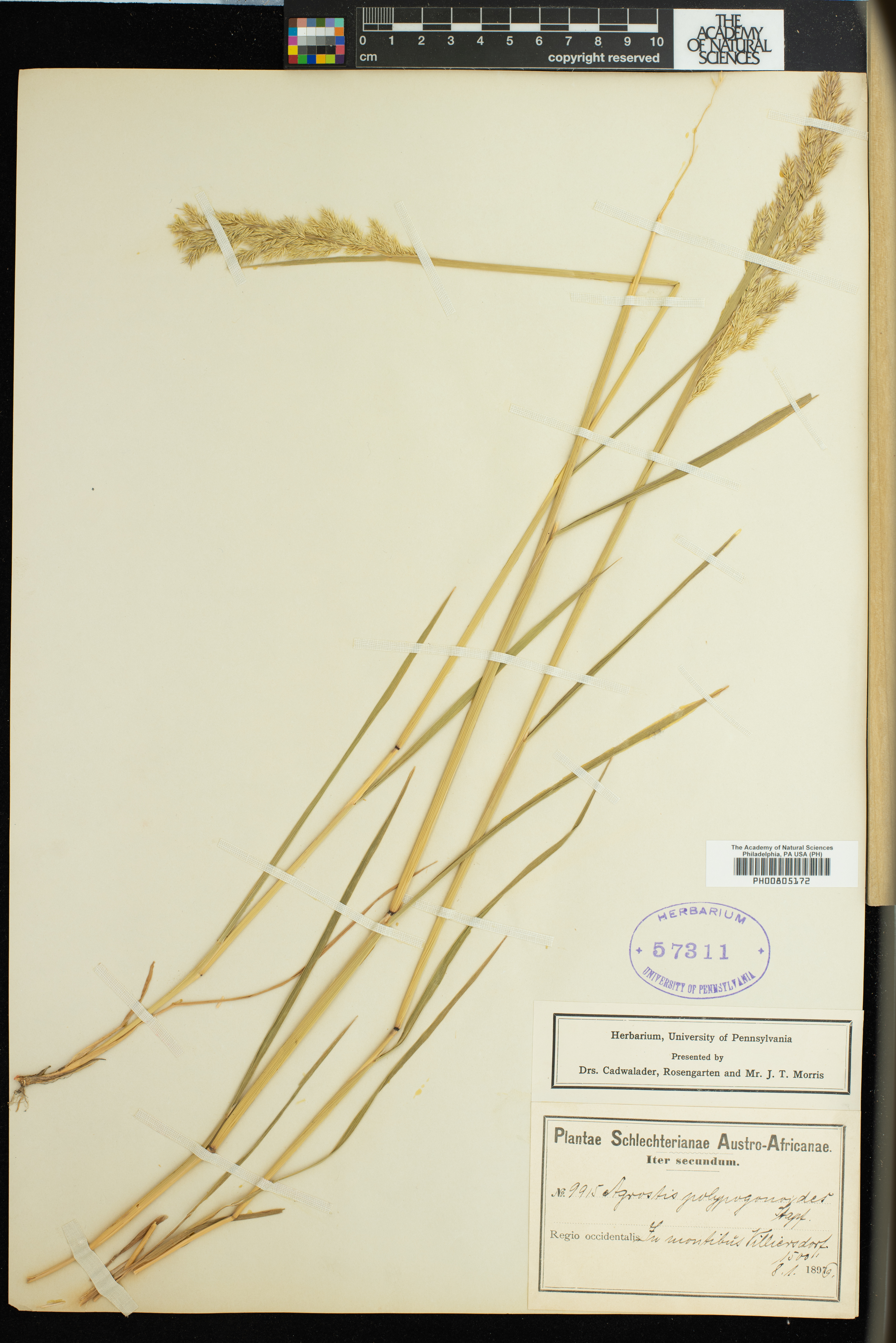 Lachnagrostis polypogonoides image