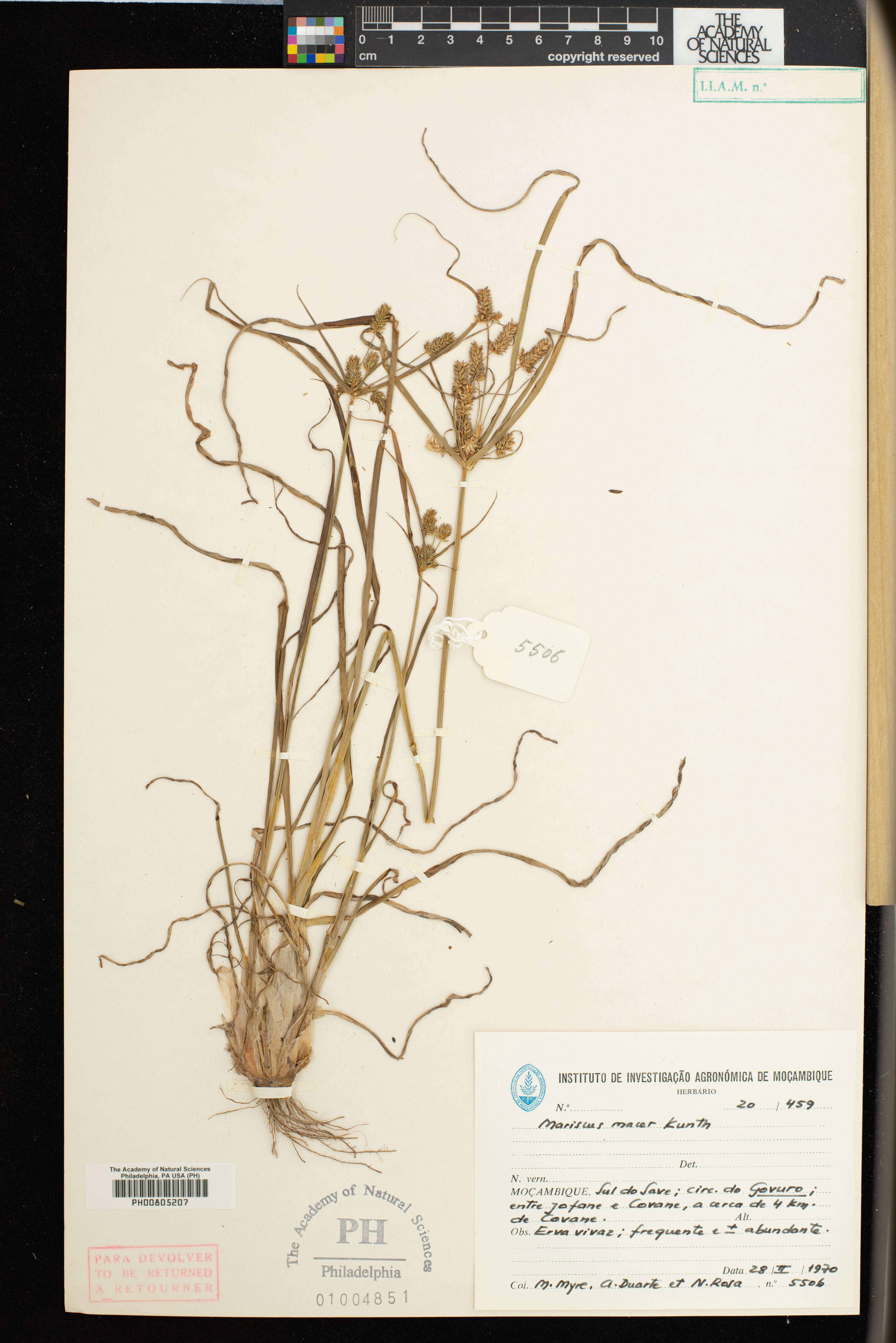 Mariscus sumatrensis image