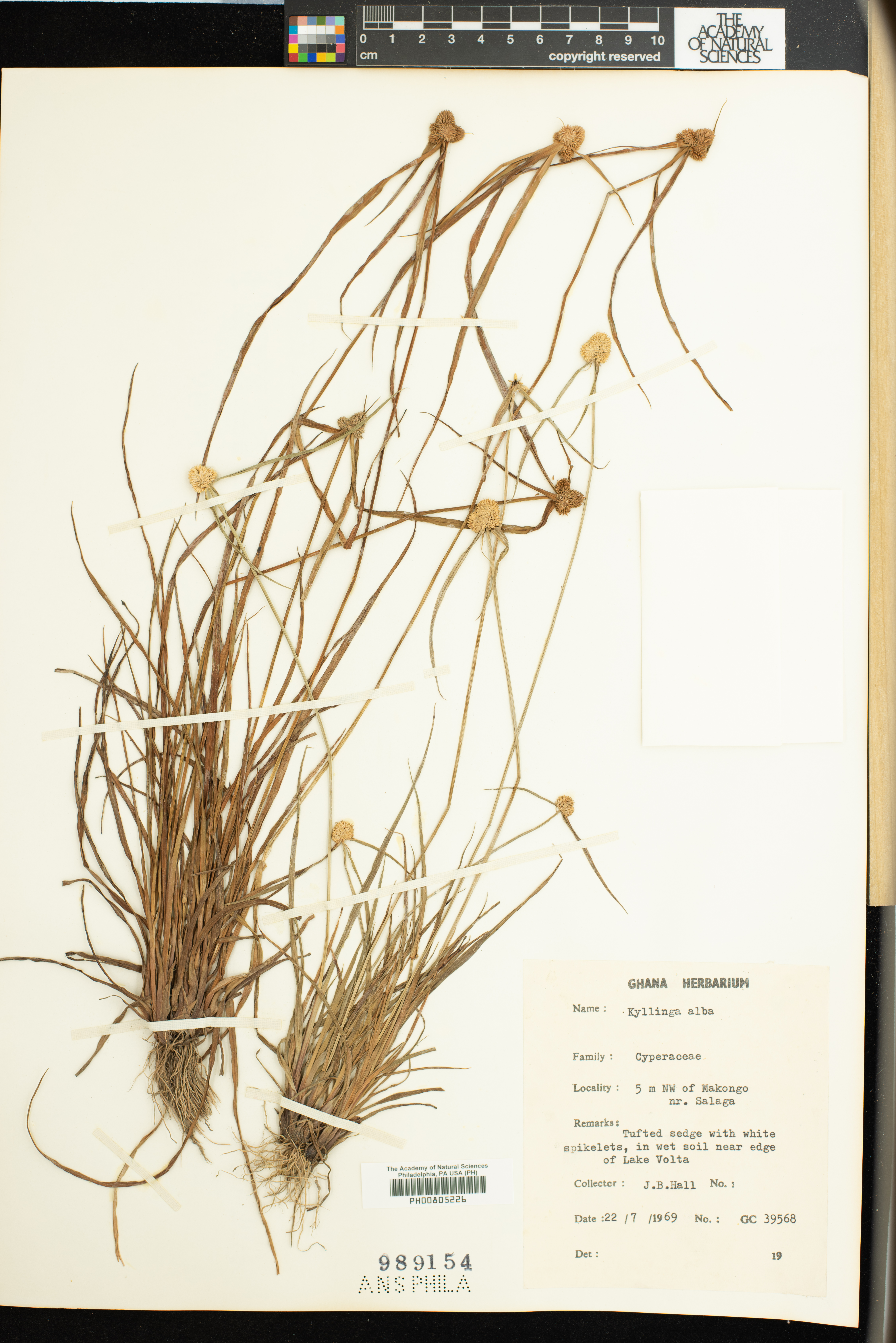 Cyperus alatus image