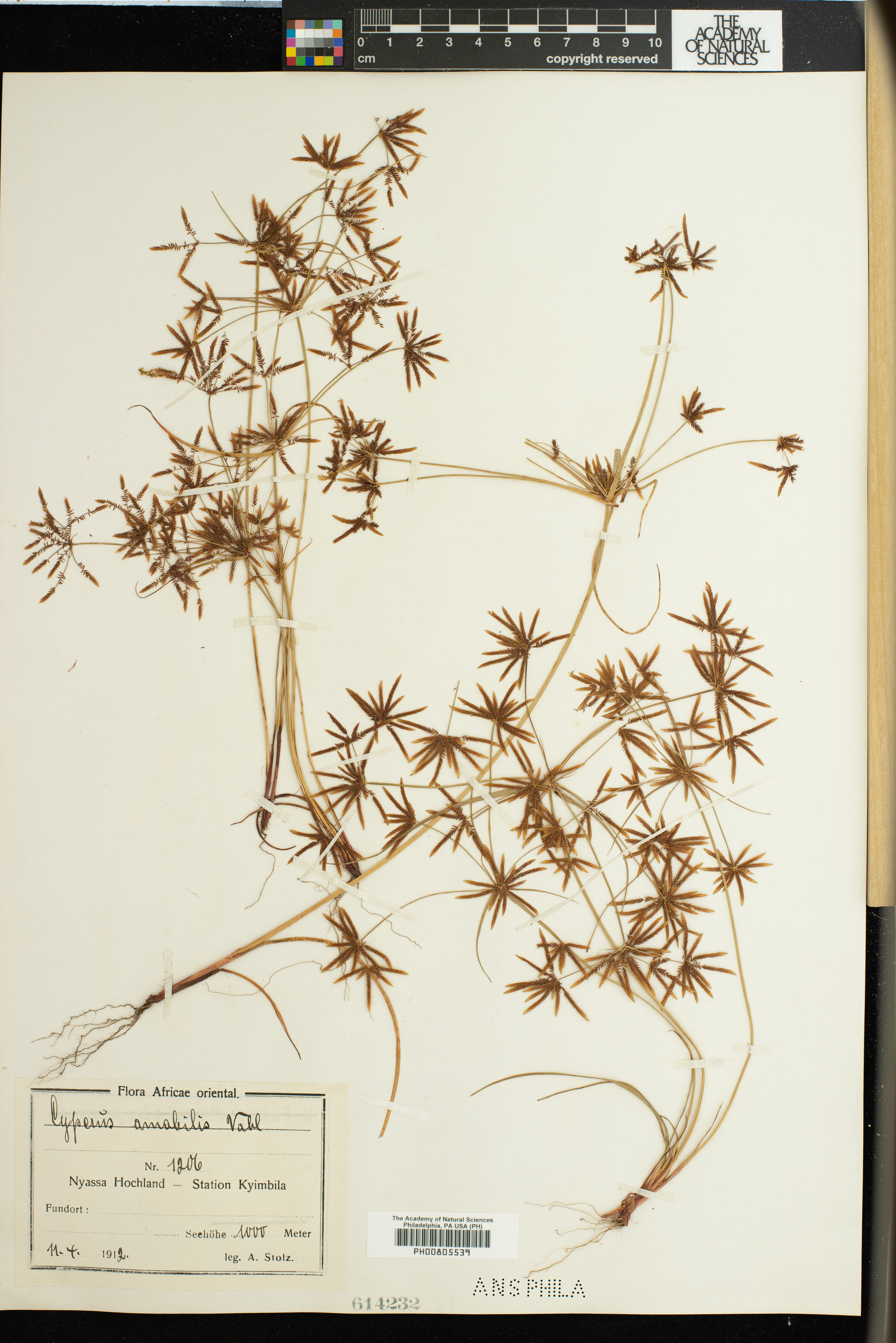 Cyperus amabilis image