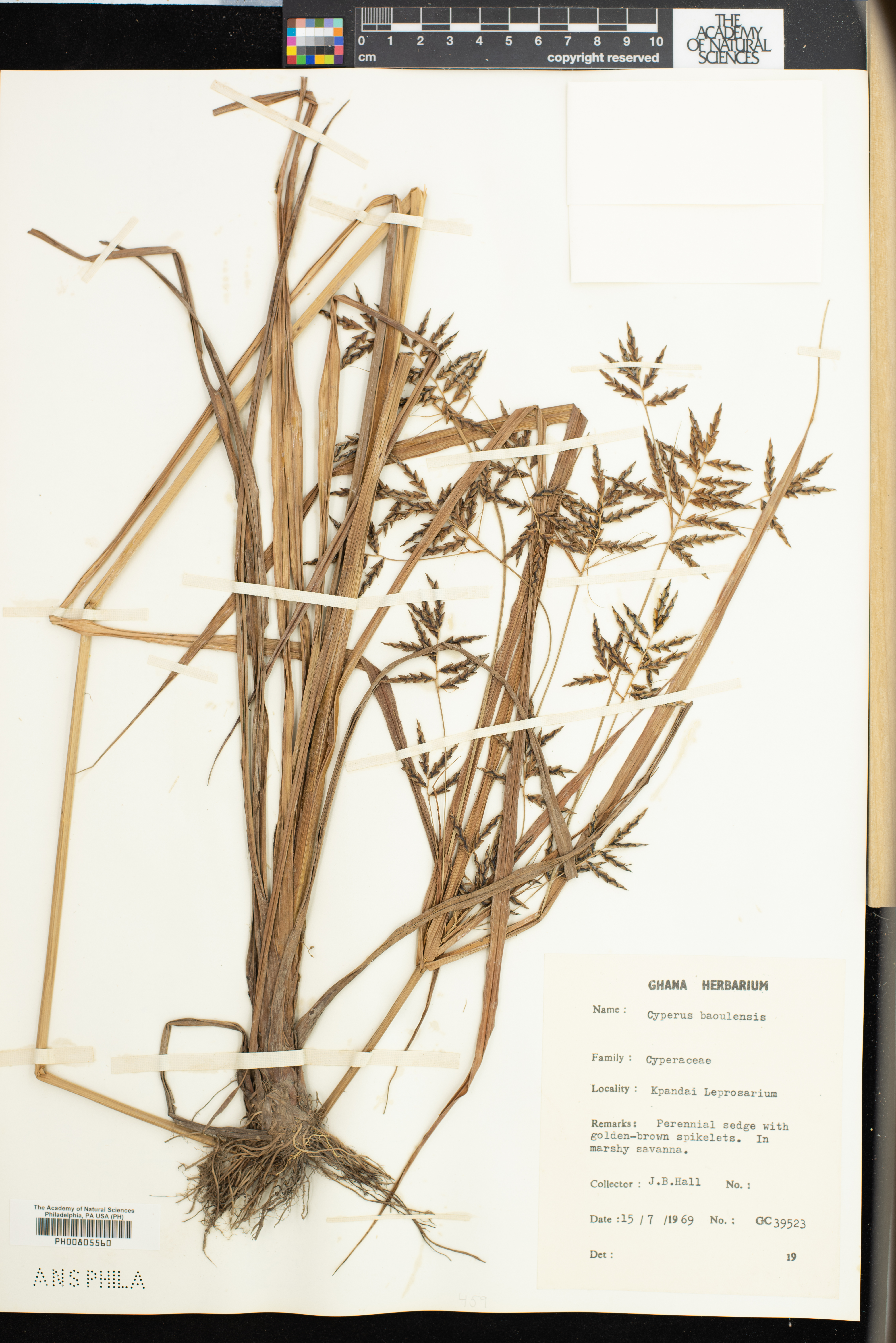 Mariscus baoulensis image