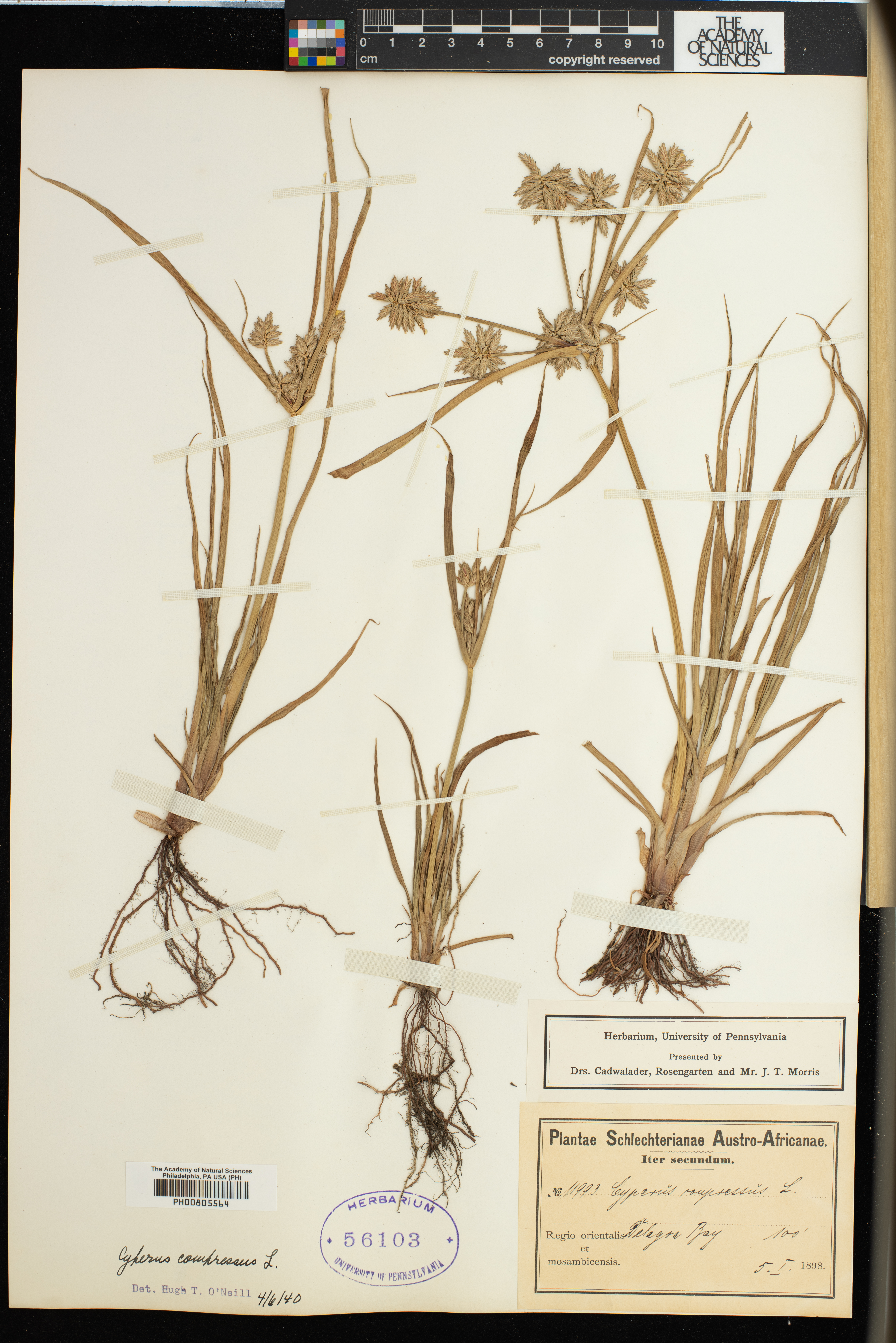 Cyperus compressus image