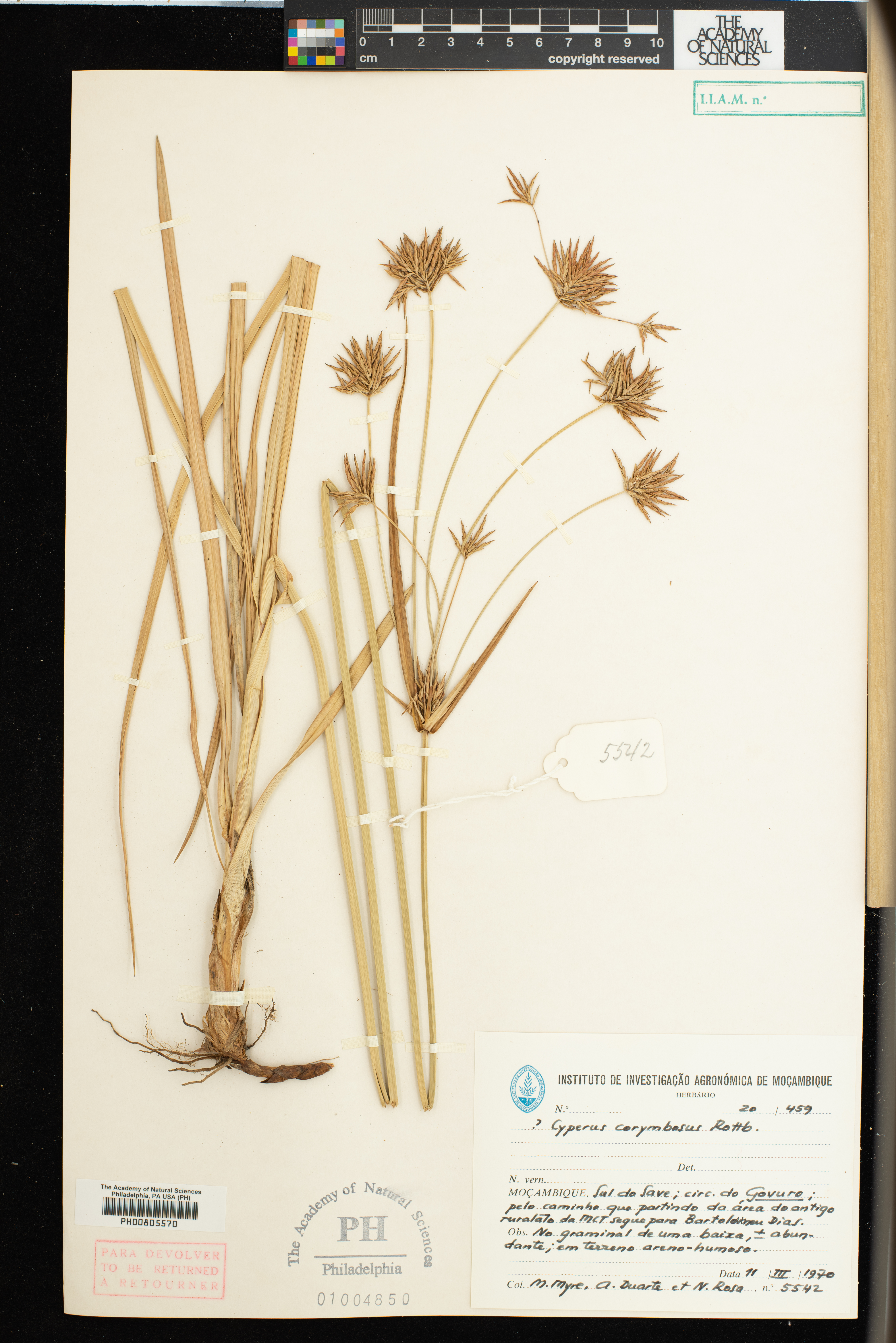 Cyperus corymbosus image