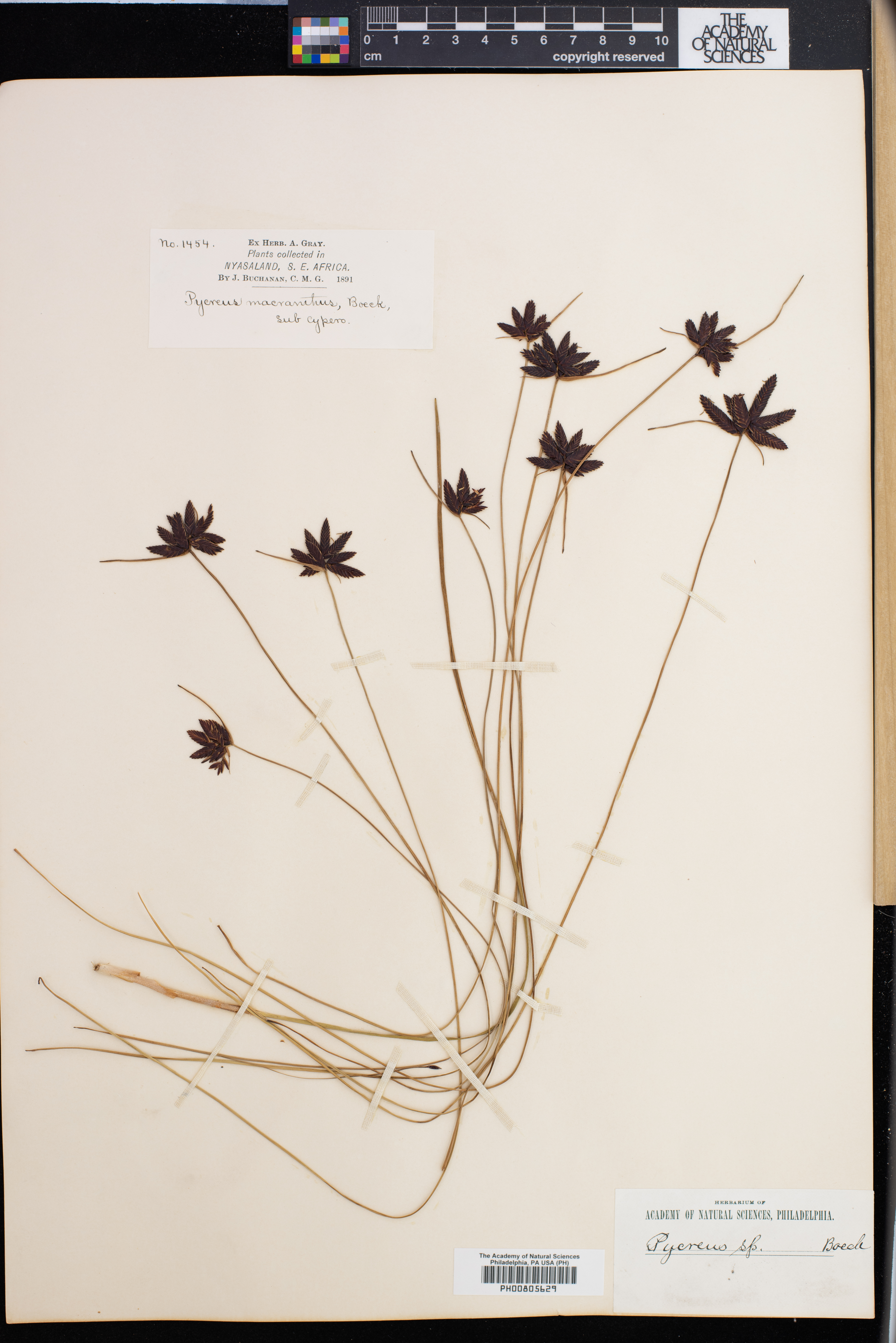 Pycreus macranthus image