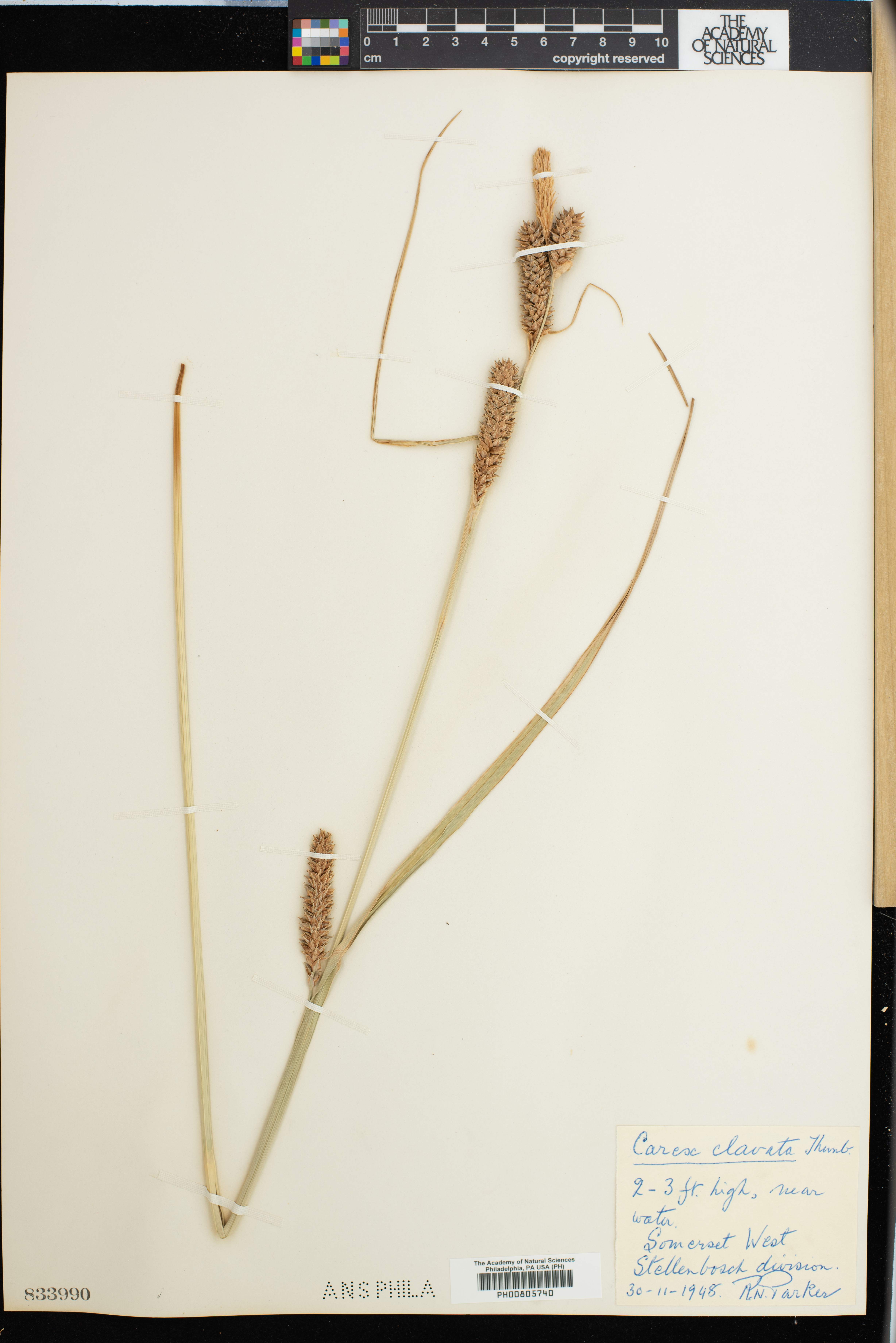 Carex clavata image