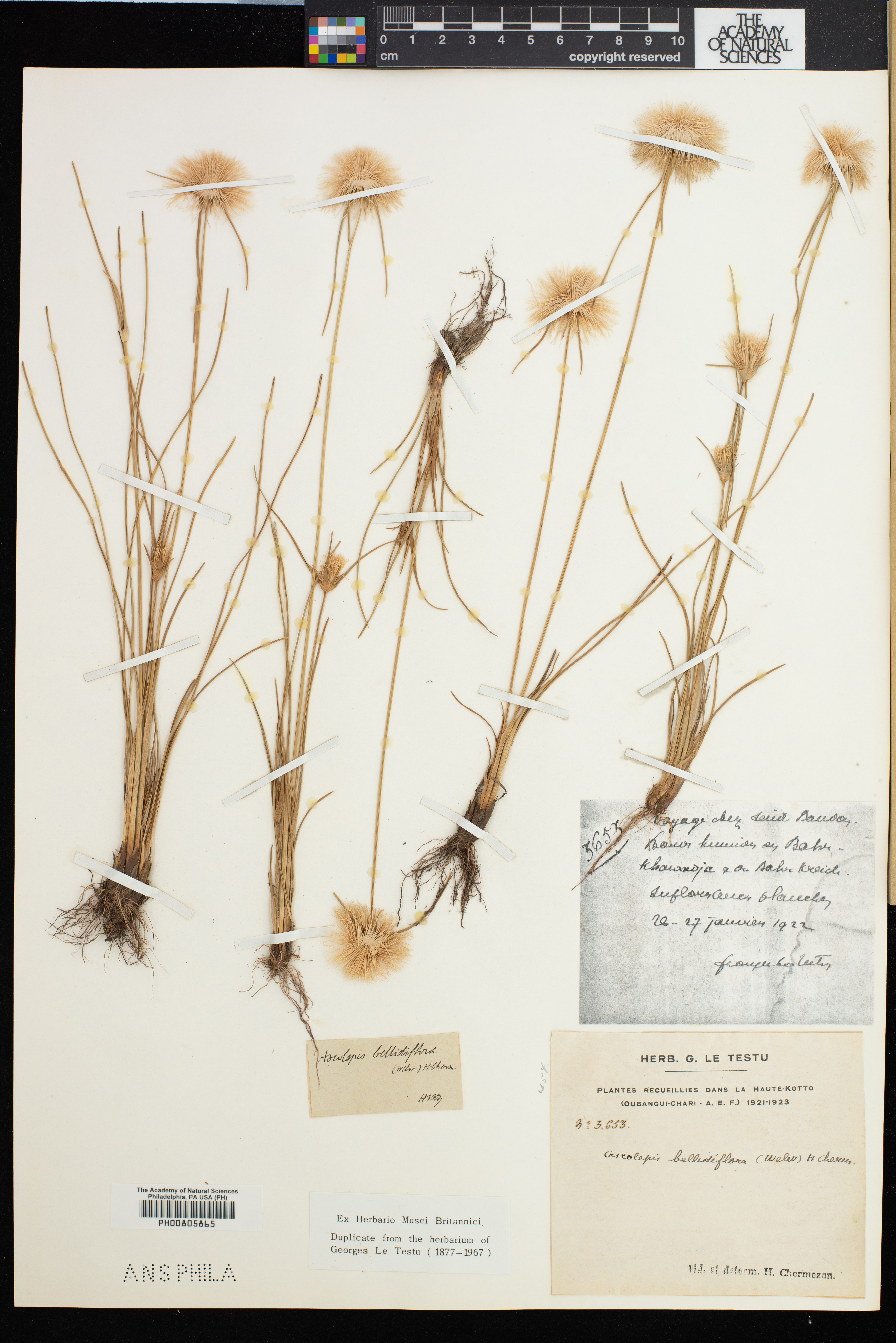 Ascolepis protea subsp. bellidiflora image