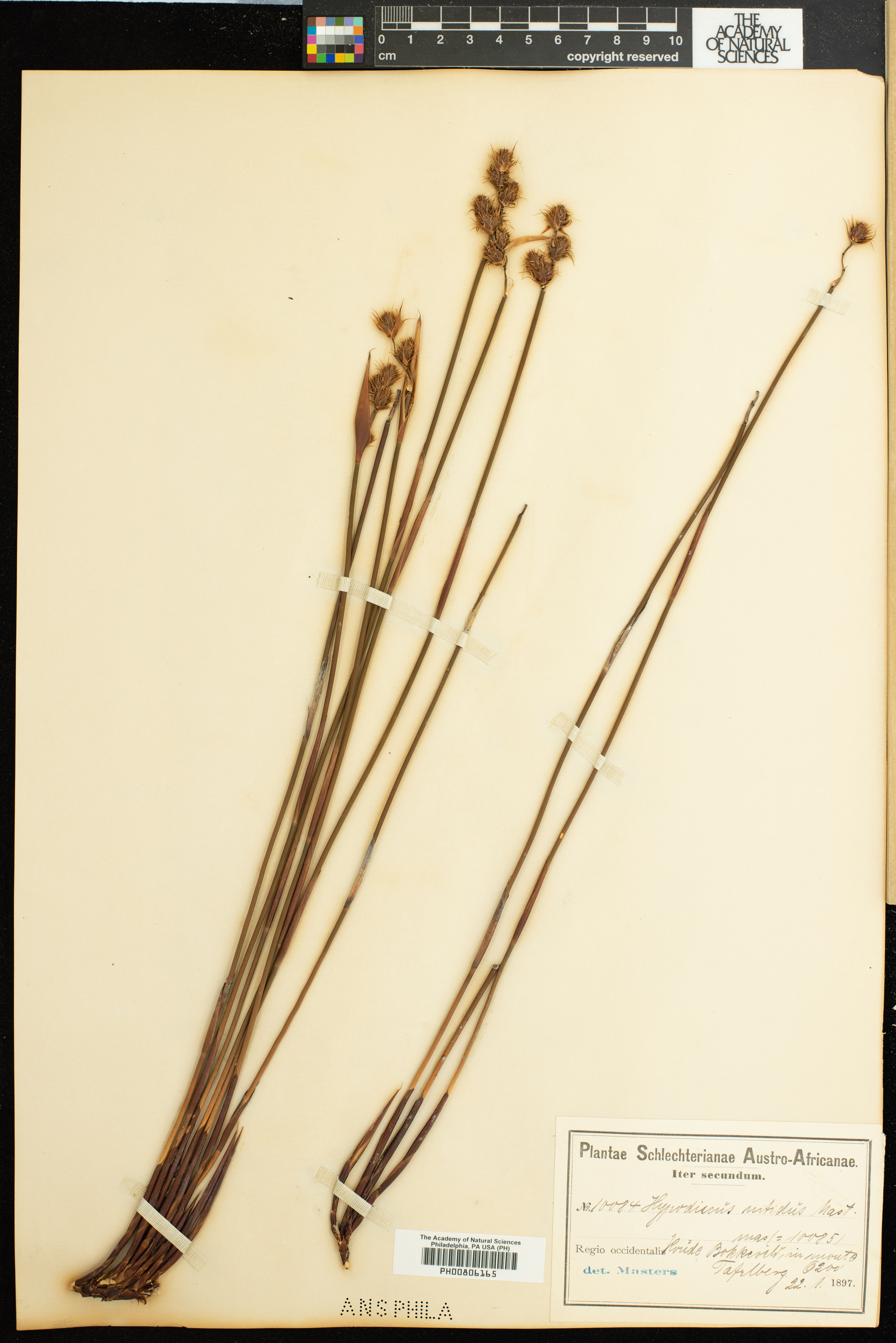 Restionaceae image