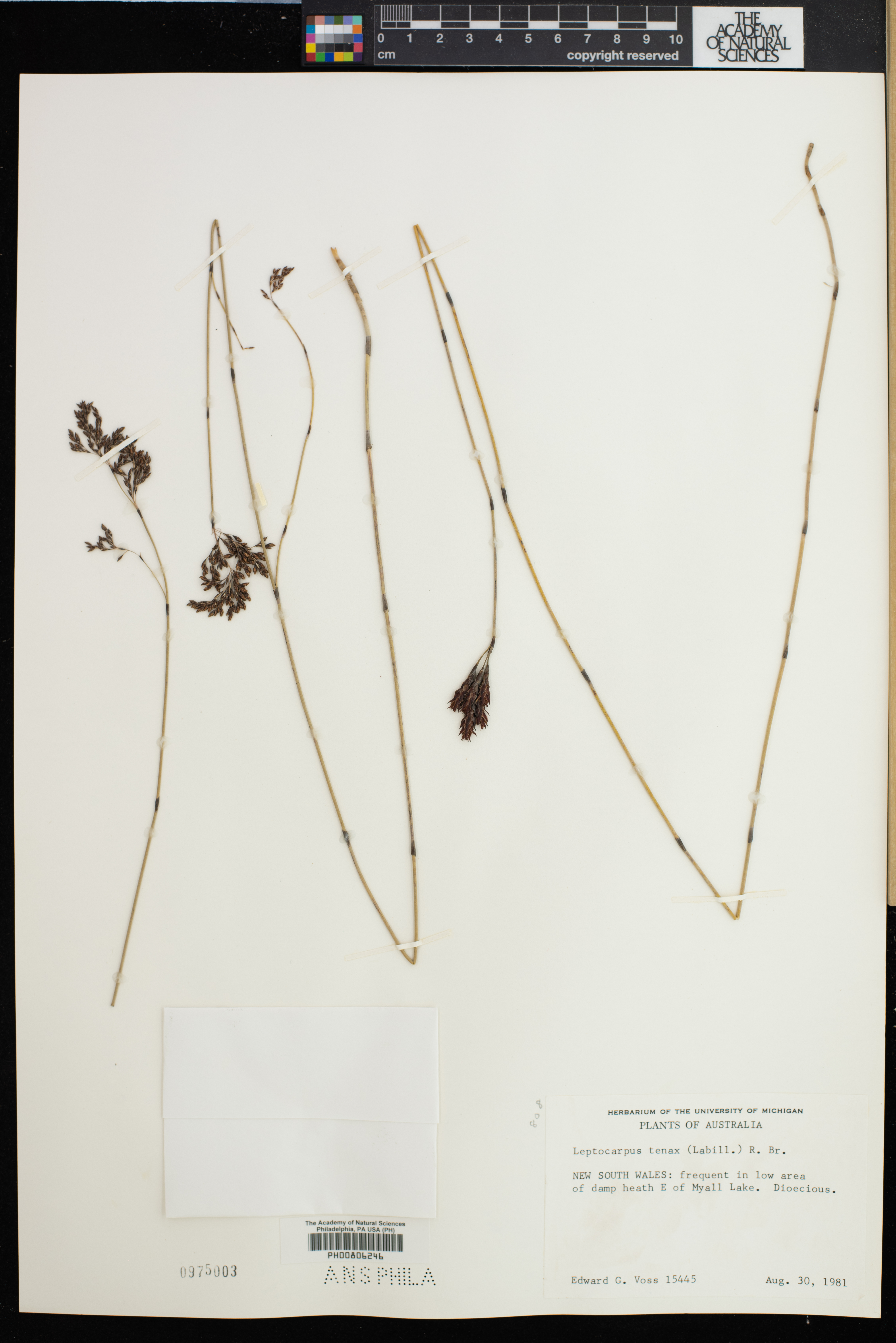 Leptocarpus tenax image