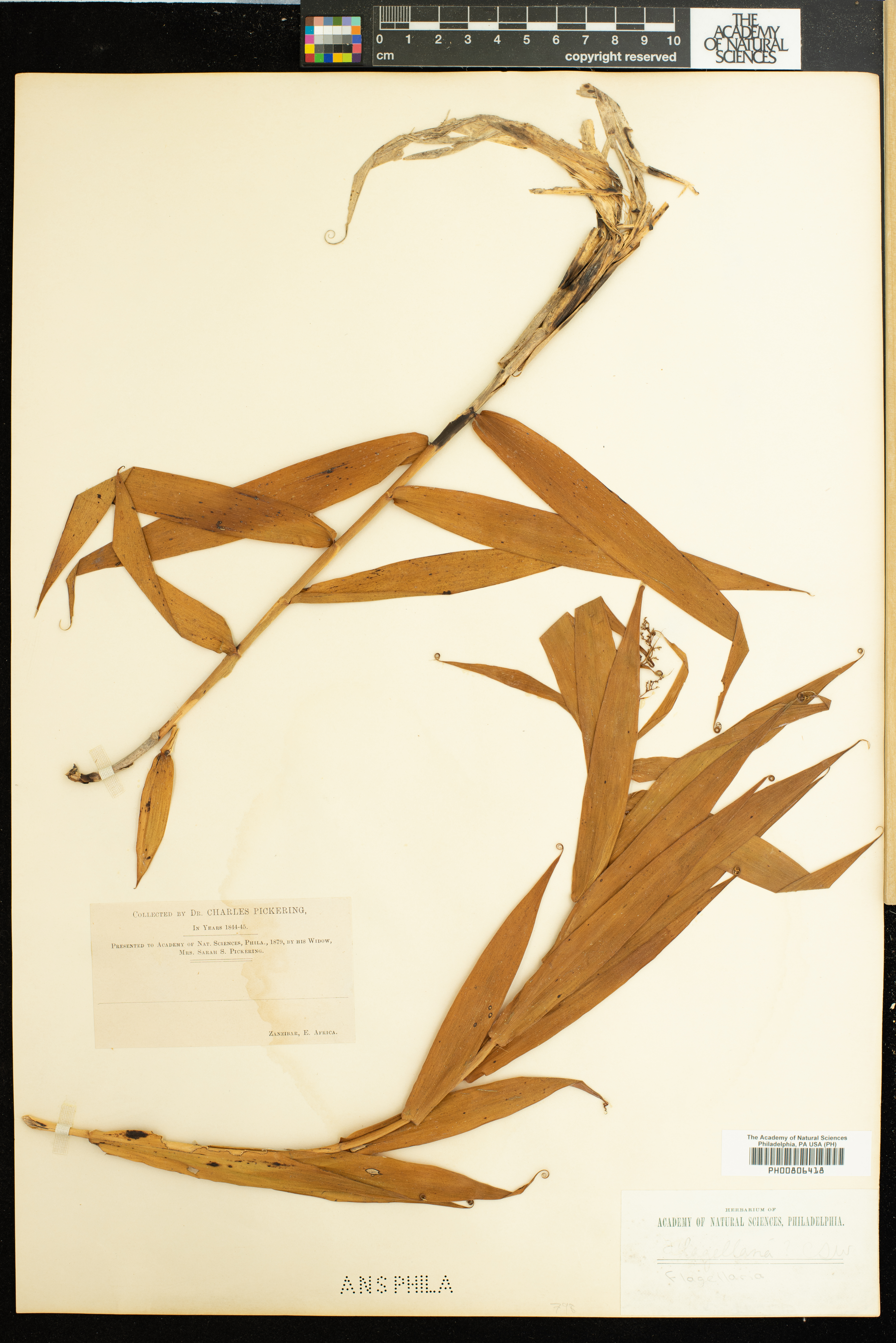 Flagellaria image