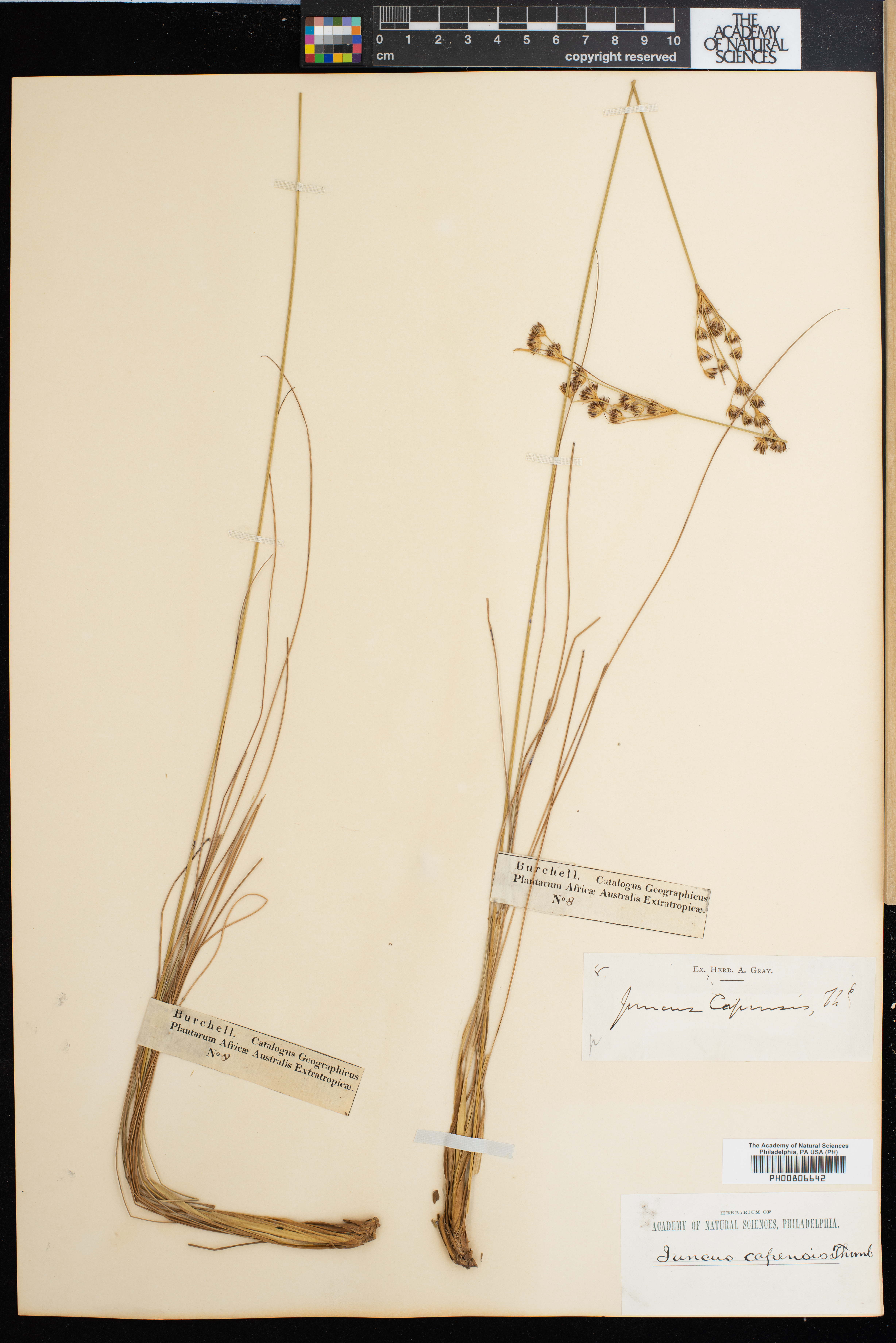 Juncus capensis image