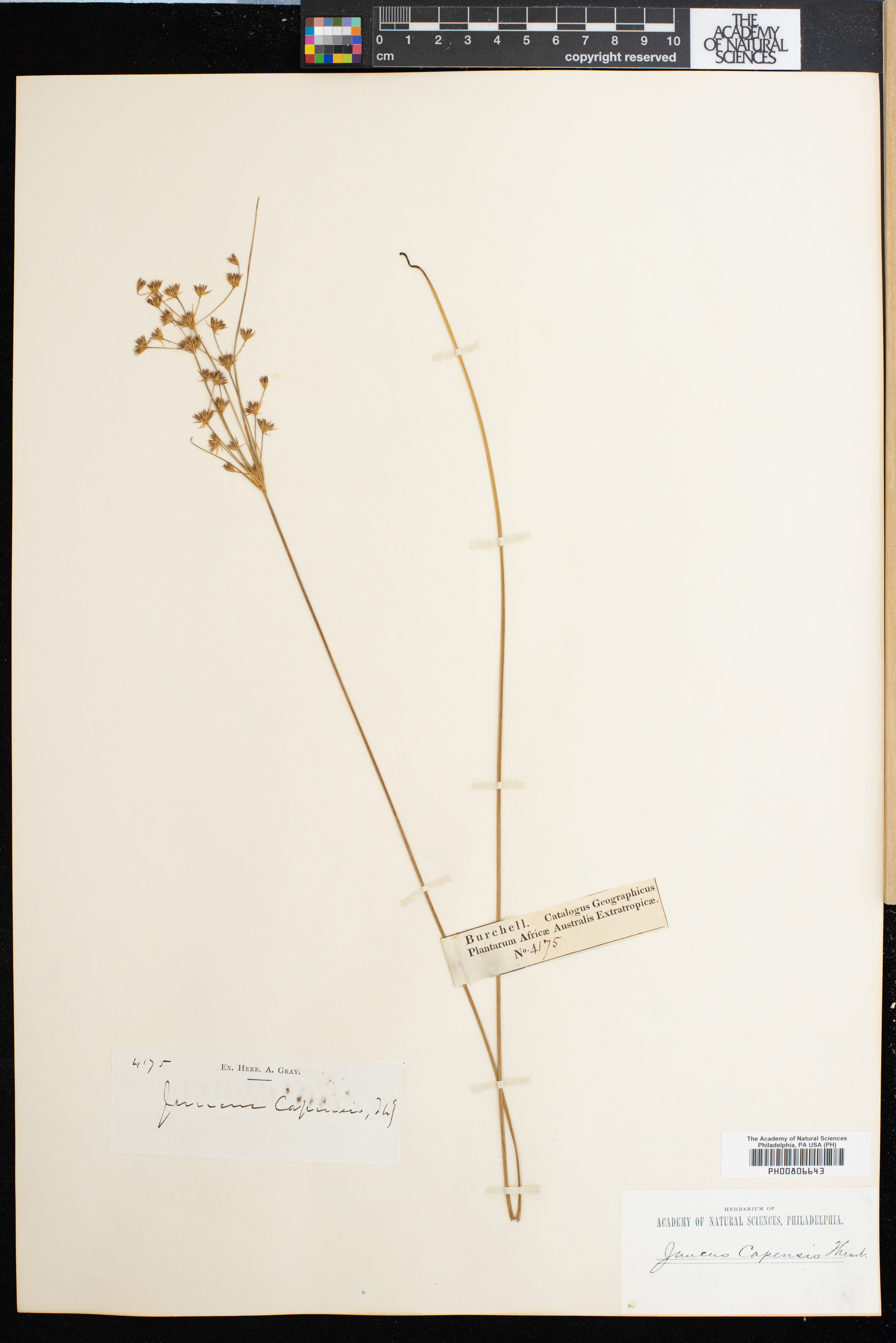 Juncus capensis image