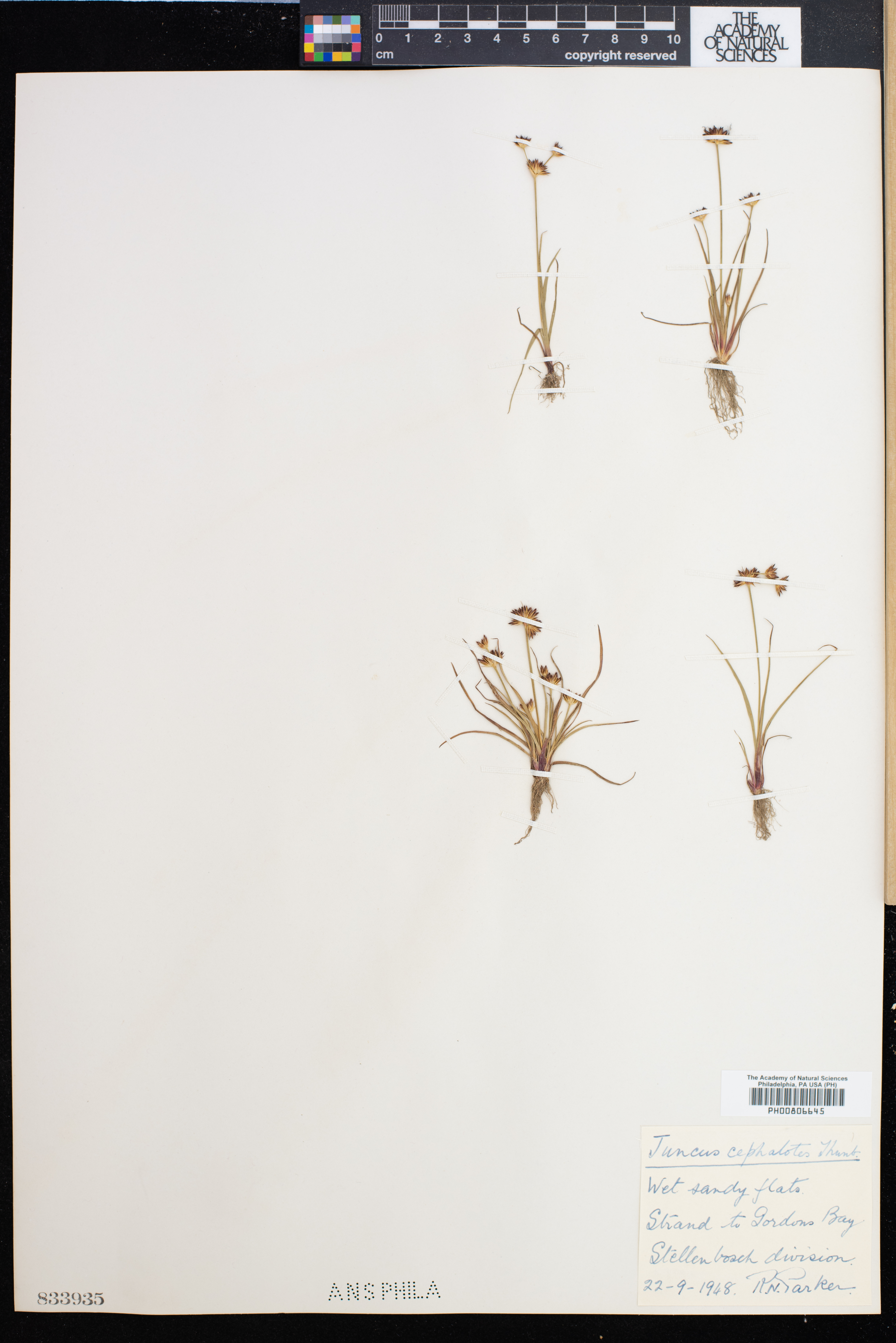 Juncus cephalotes image