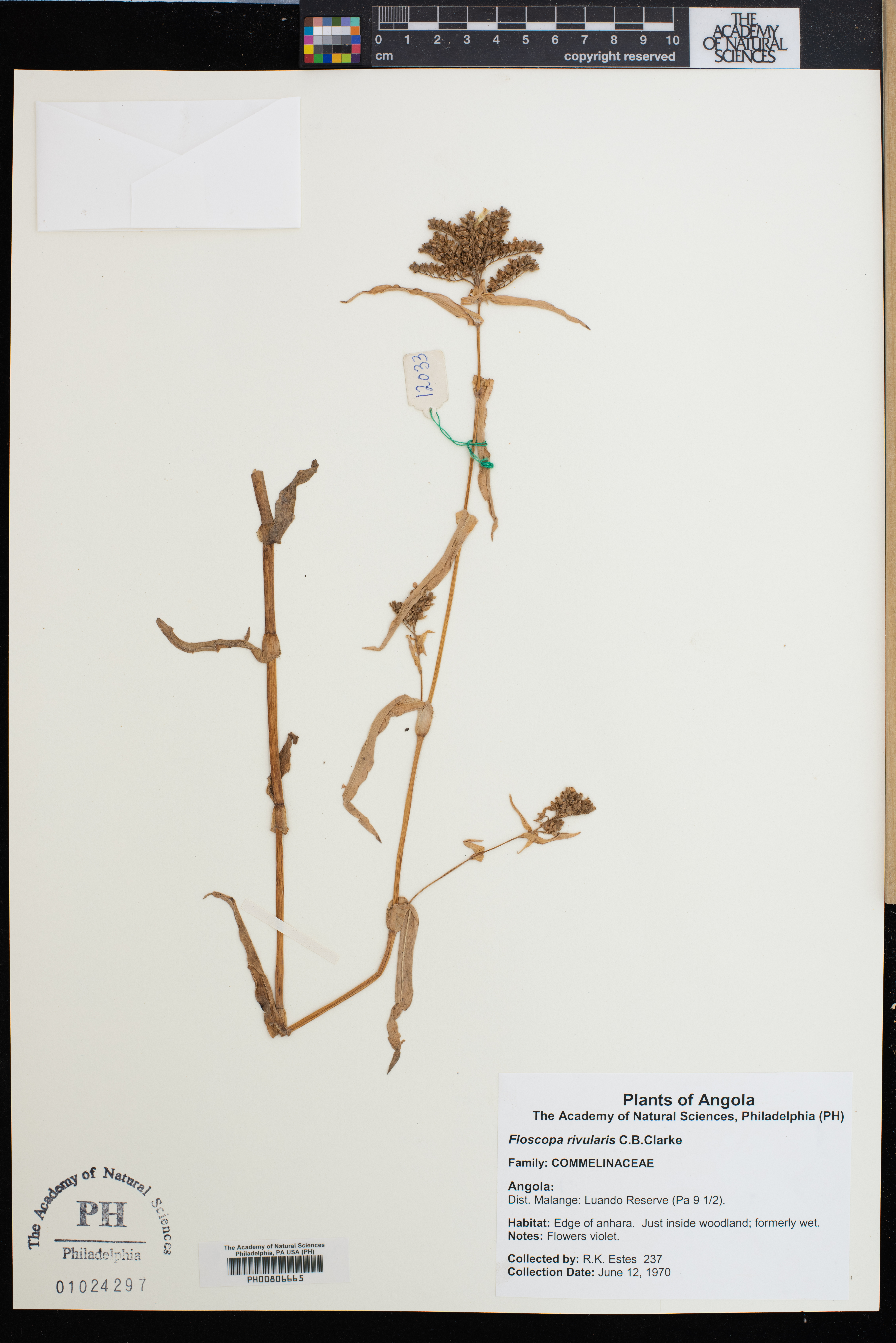 Floscopa glomerata subsp. glomerata image