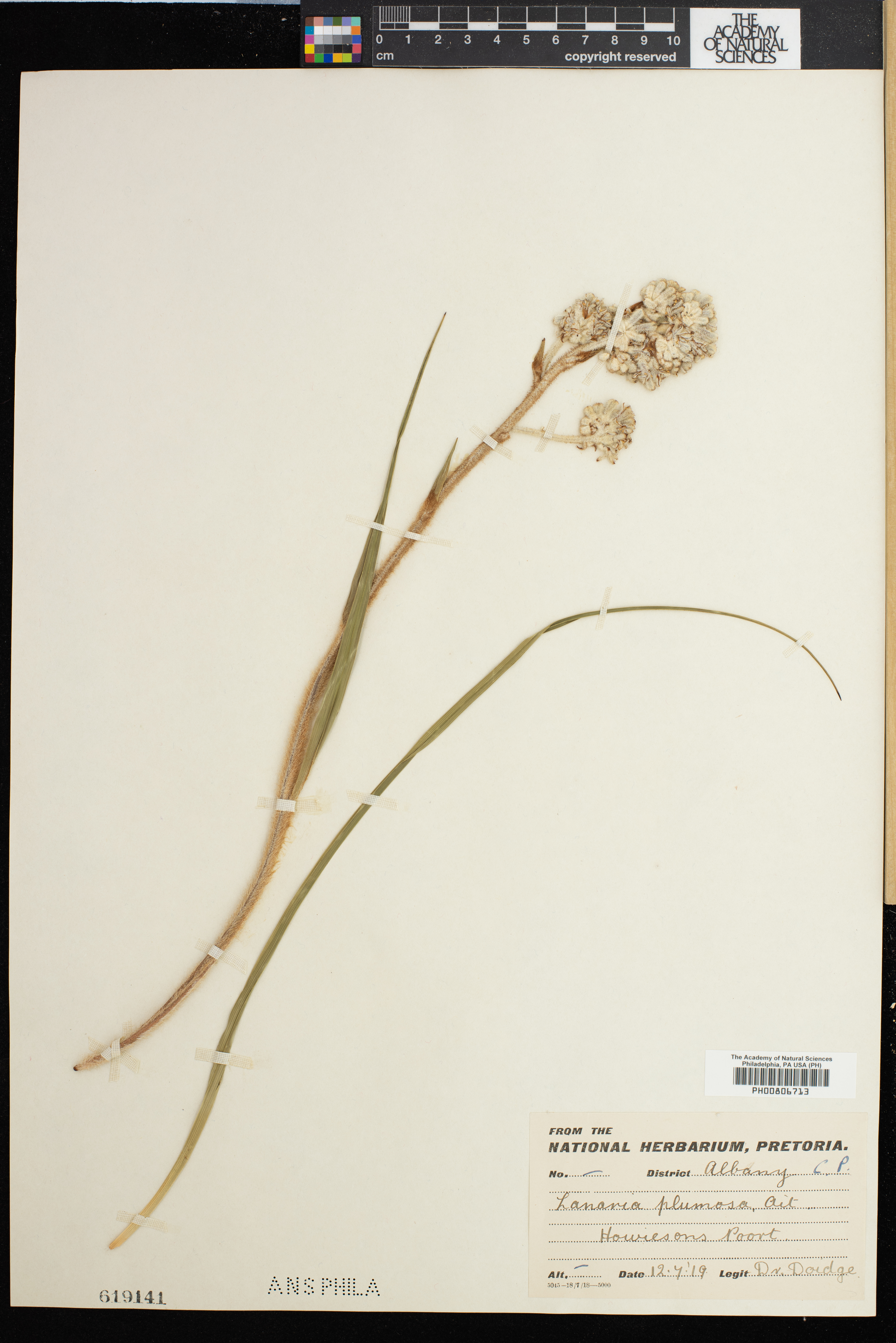 Lanariaceae image