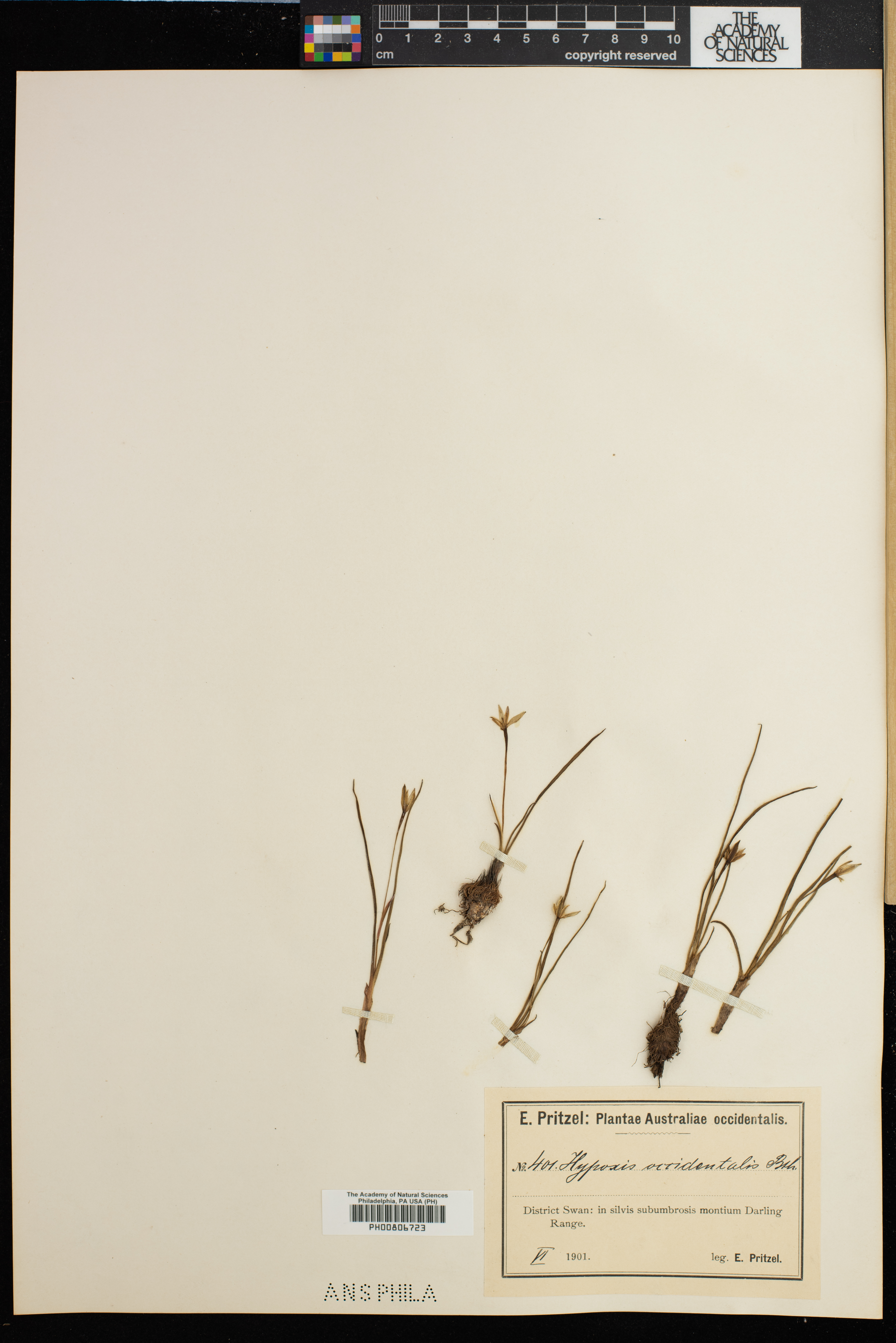 Pauridia occidentalis image