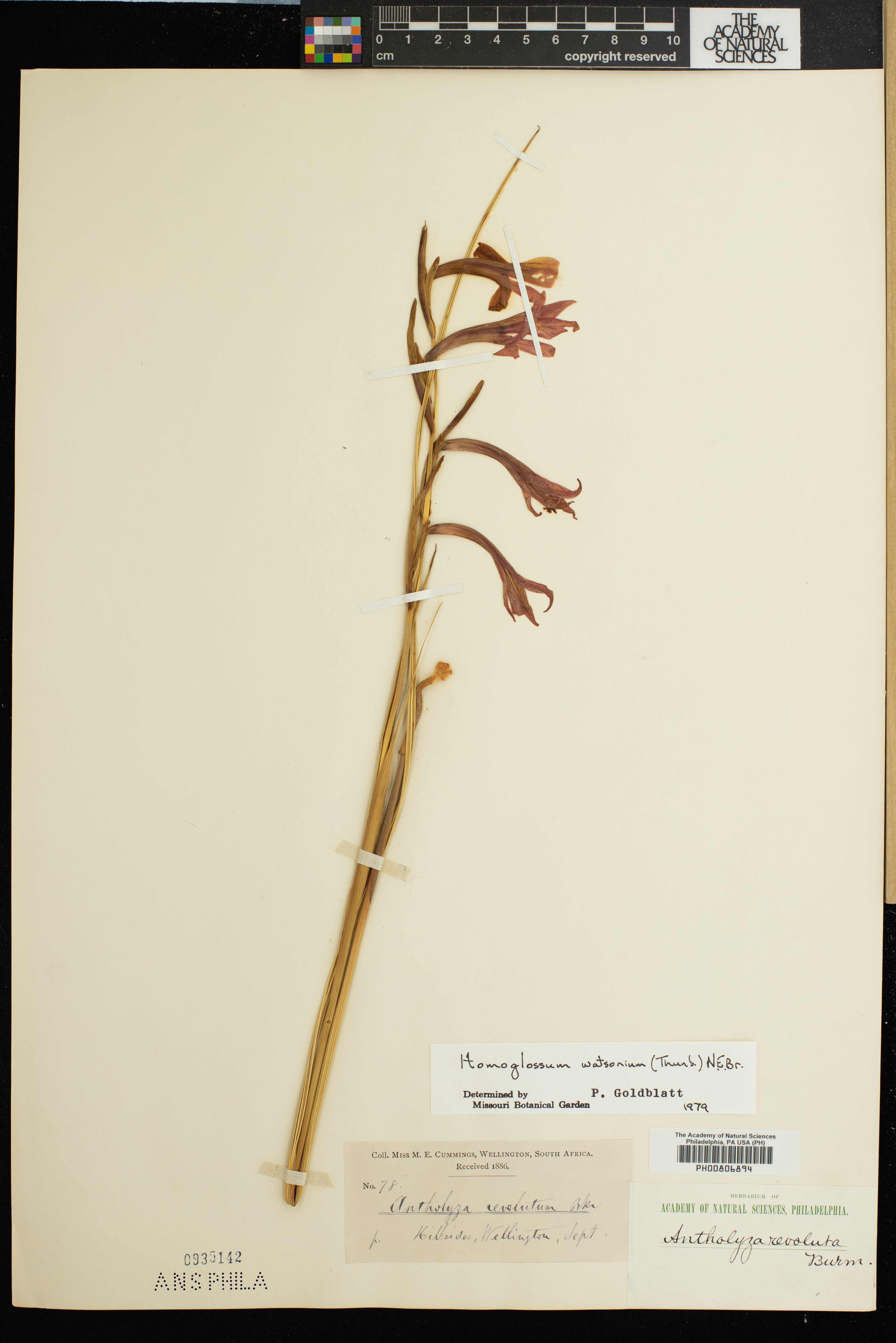 Gladiolus watsonius image