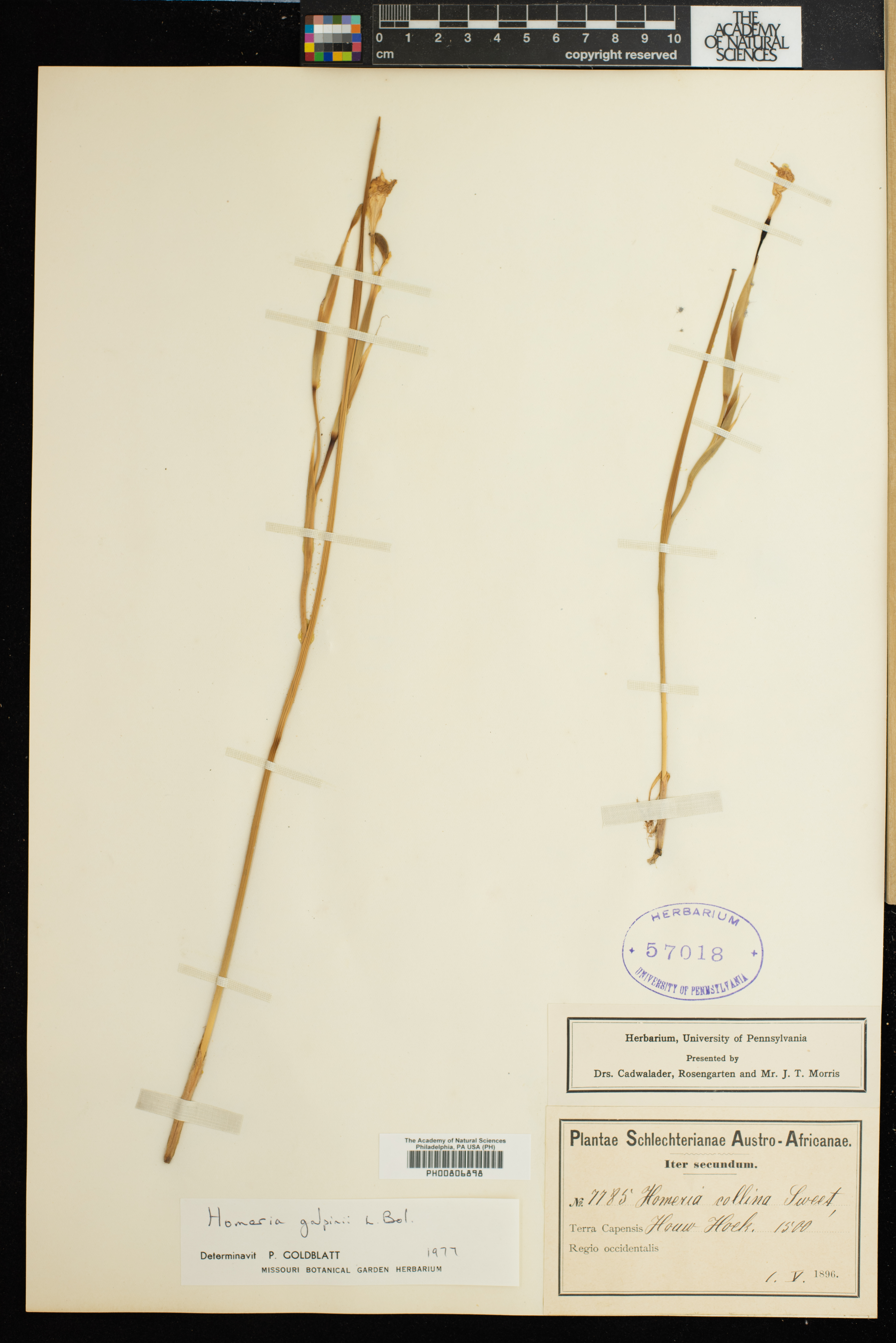 Moraea pyrophila image