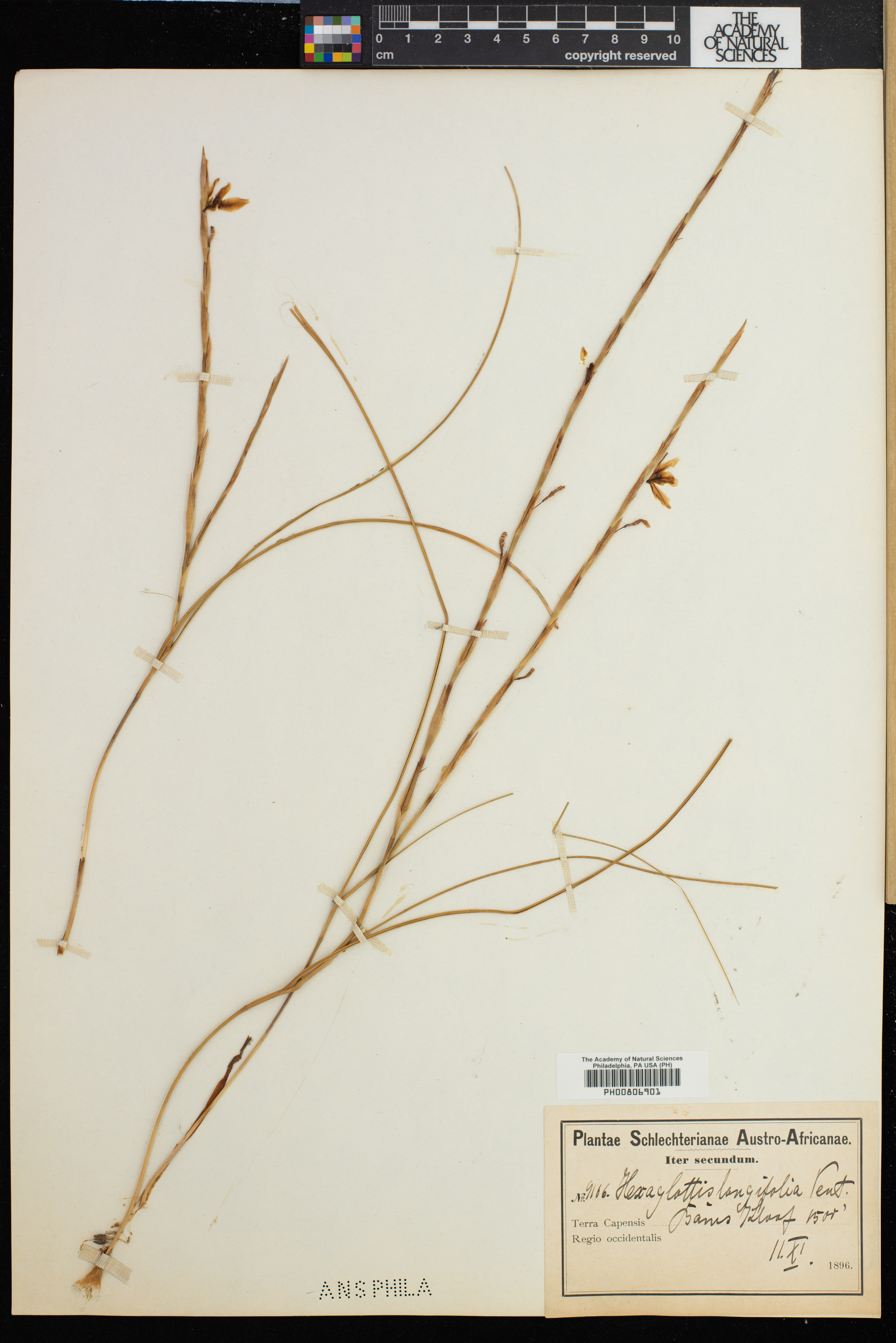 Moraea longifolia image