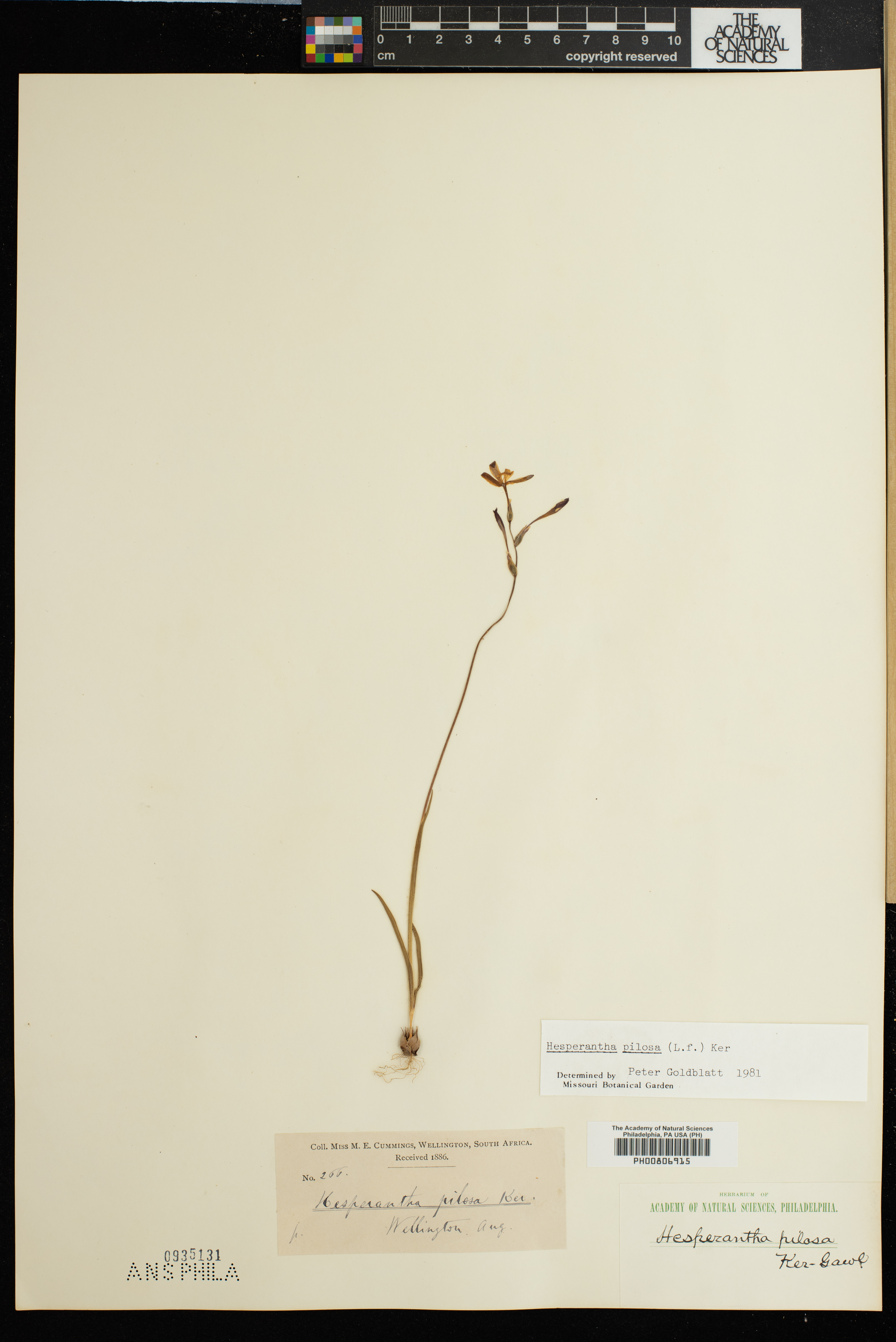 Hesperantha pilosa image