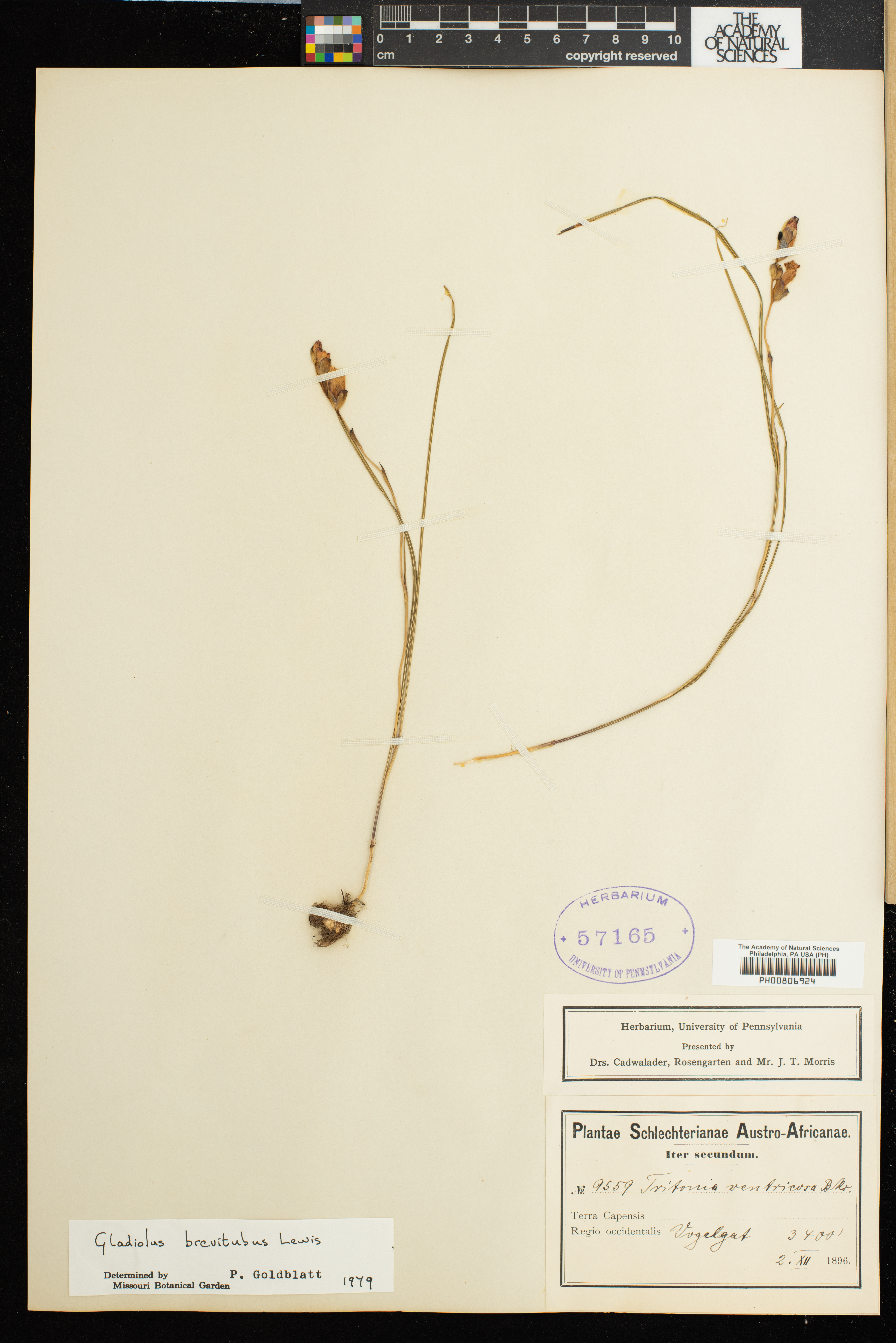 Gladiolus brevitubus image