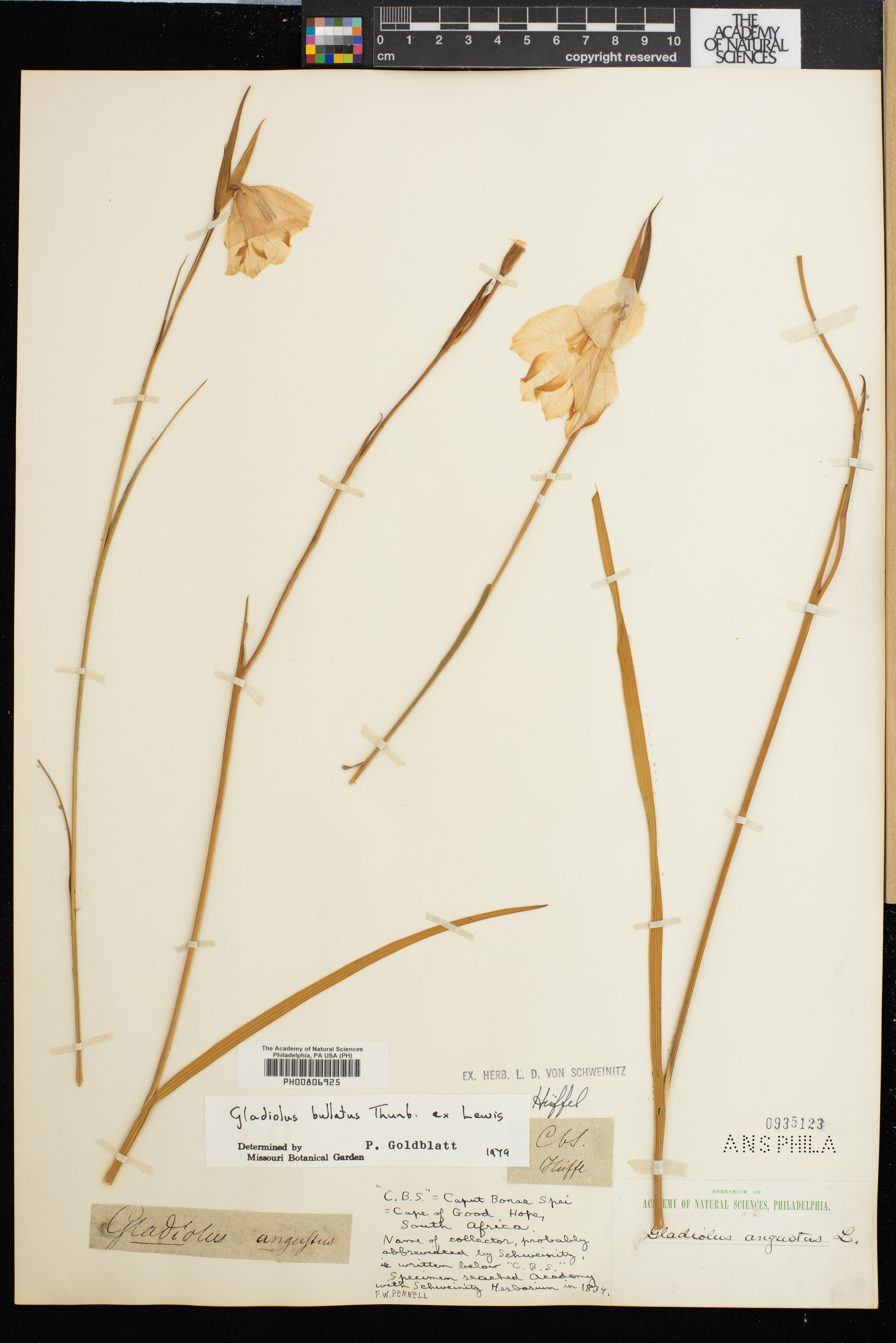 Gladiolus bullatus image
