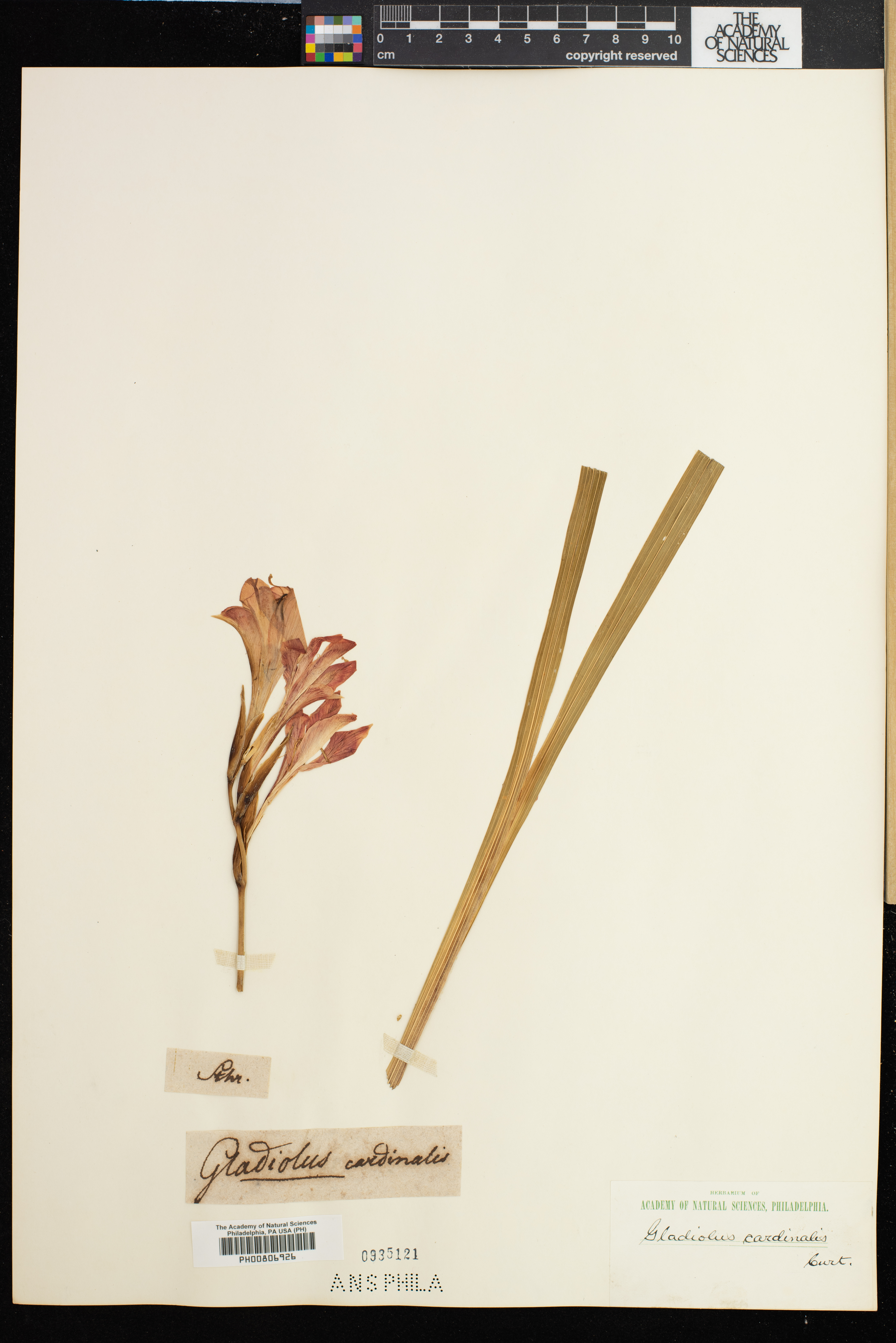 Gladiolus cardinalis image