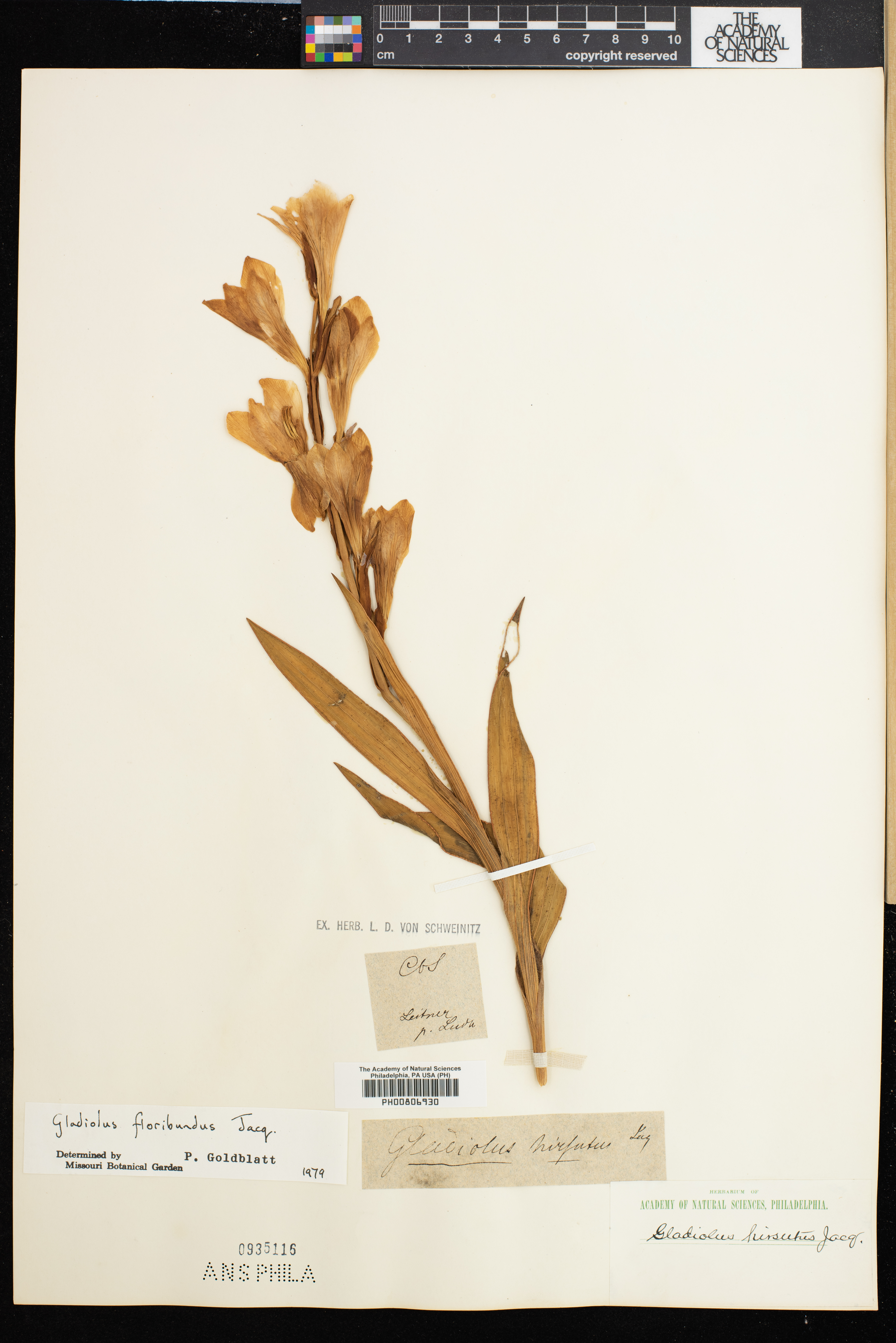 Gladiolus floribundus image