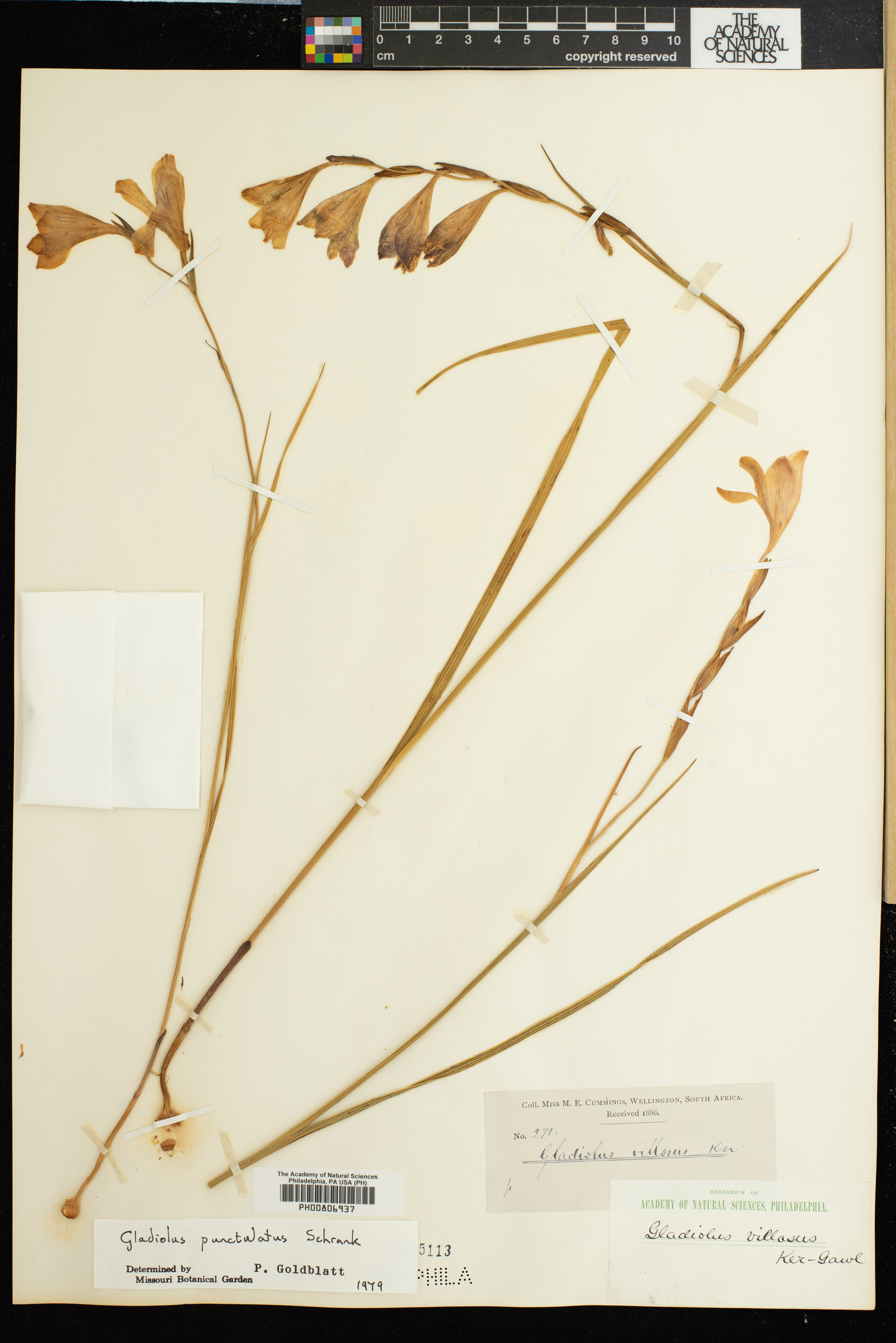 Gladiolus hirsutus image