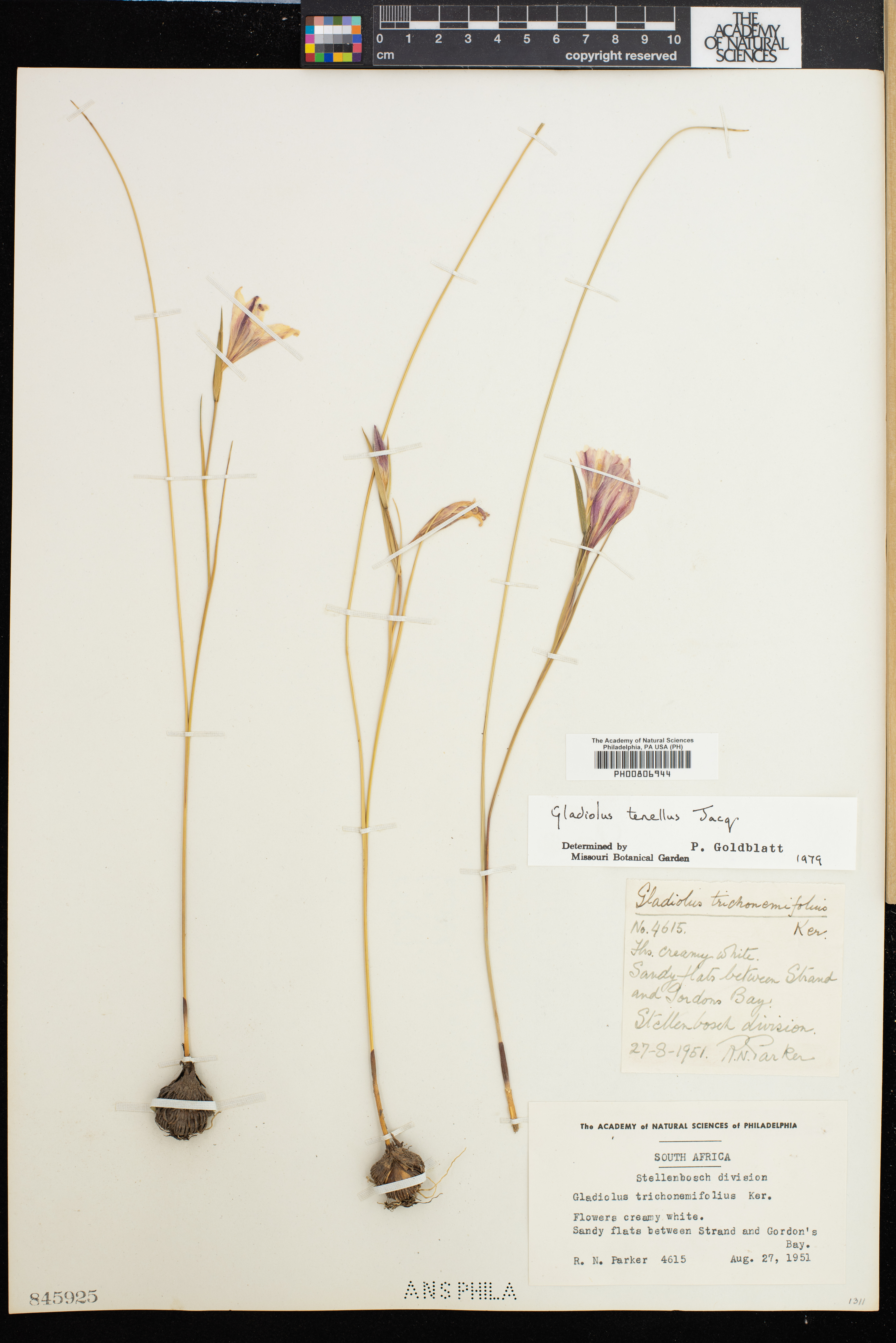 Gladiolus carinatus image
