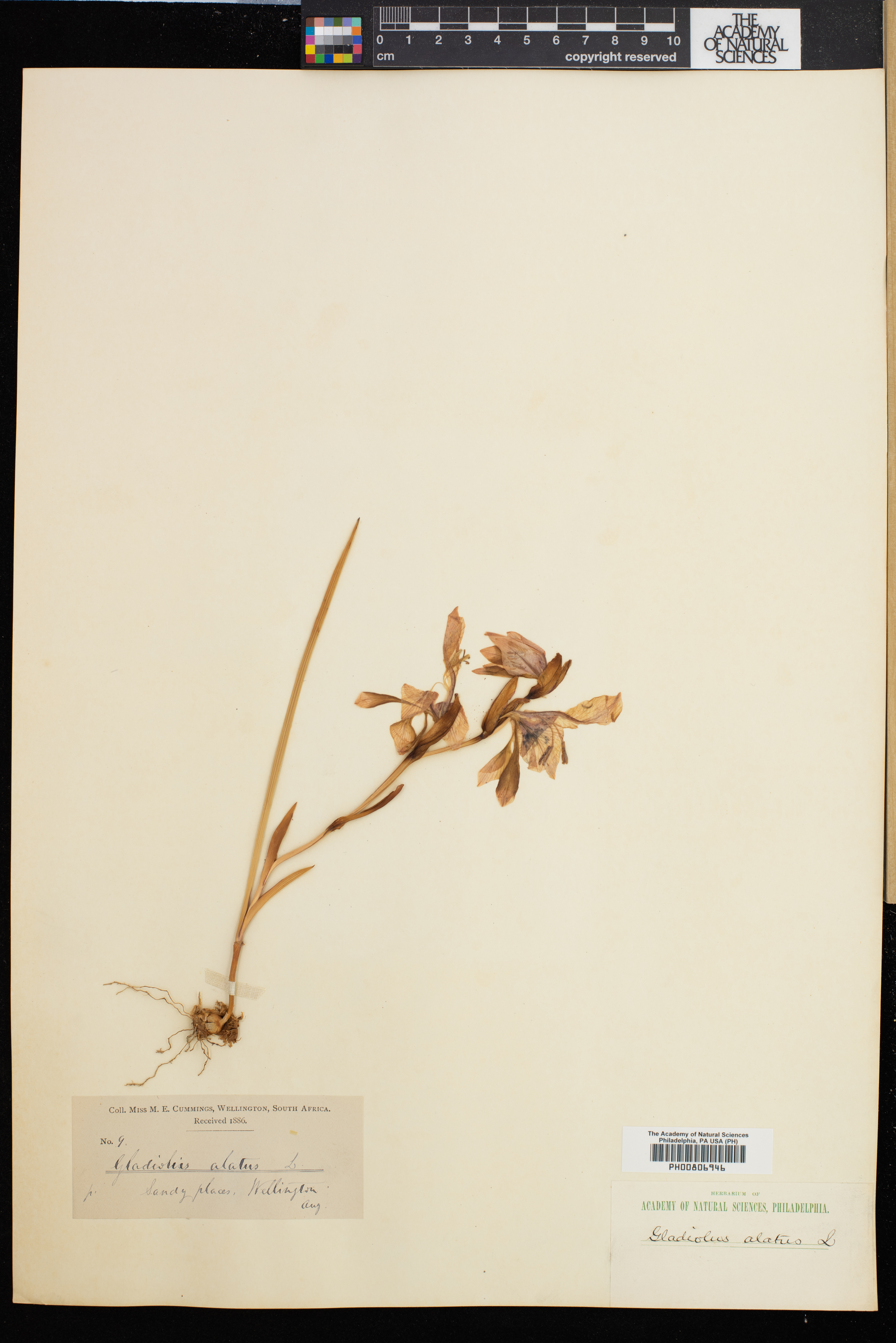 Gladiolus alatus image