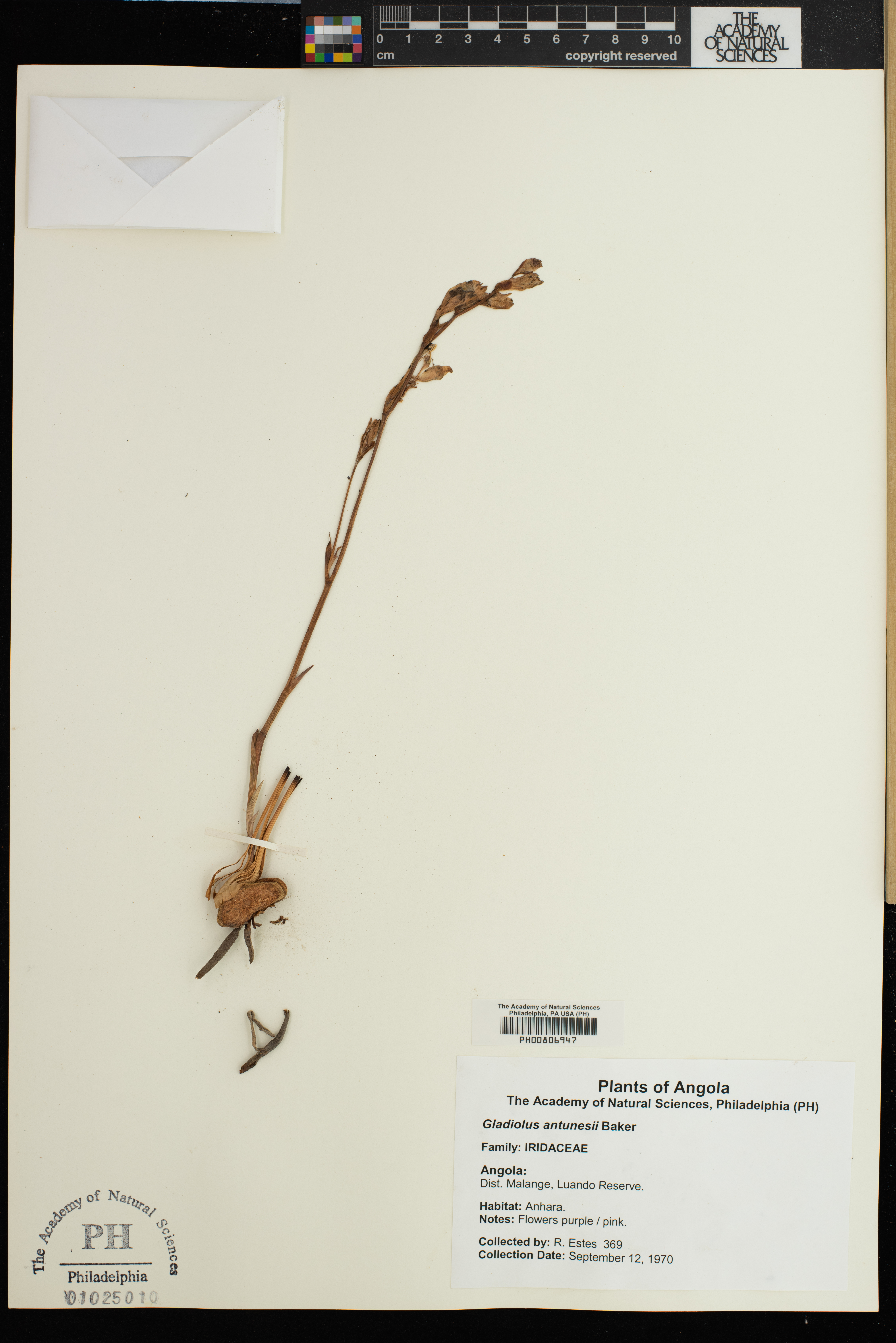 Gladiolus laxiflorus image